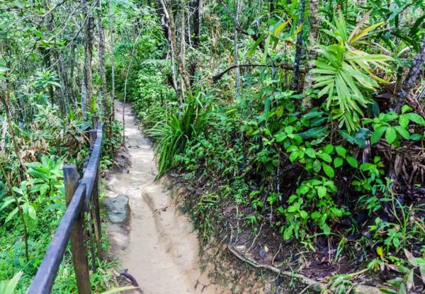 bosque-tijuca-rio-janeiro-brasil.jpg