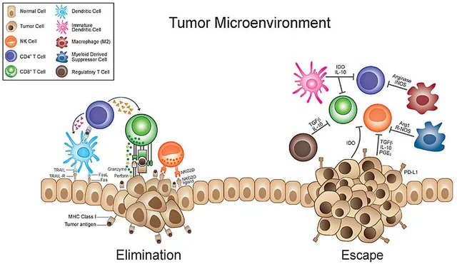 800px-Tumor_microenvironment.jpg
