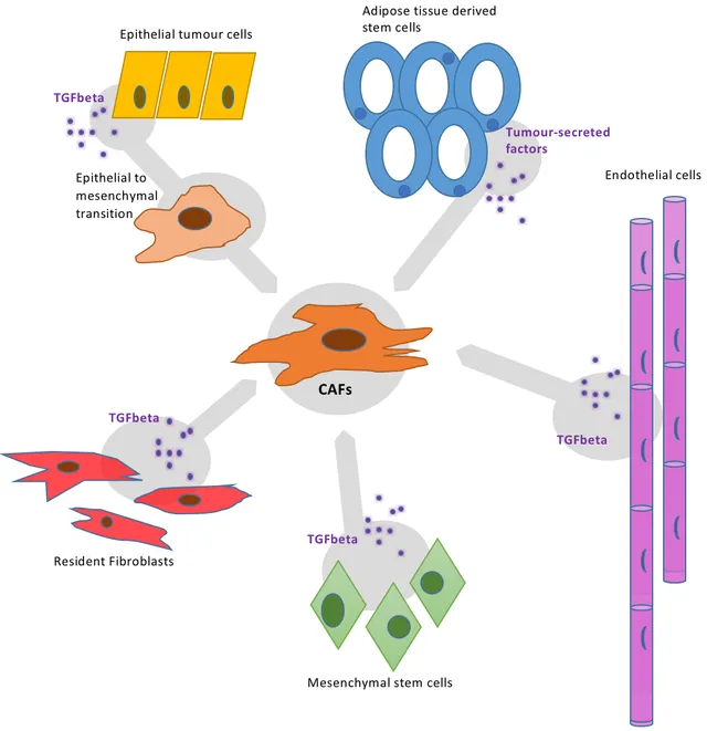 Cancer-associated_Fibroblasts.png