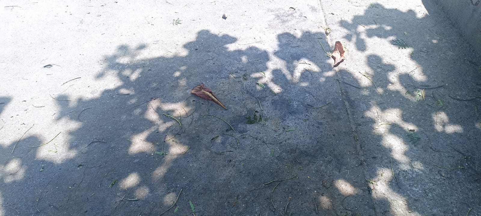 Resting in the shadows. Entry for the Shadow Contest/SMASH #415 (ESP/ENG)