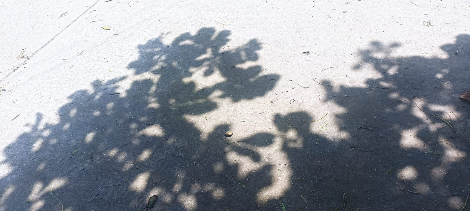 Resting in the shadows. Entry for the Shadow Contest/SMASH #415 (ESP/ENG)