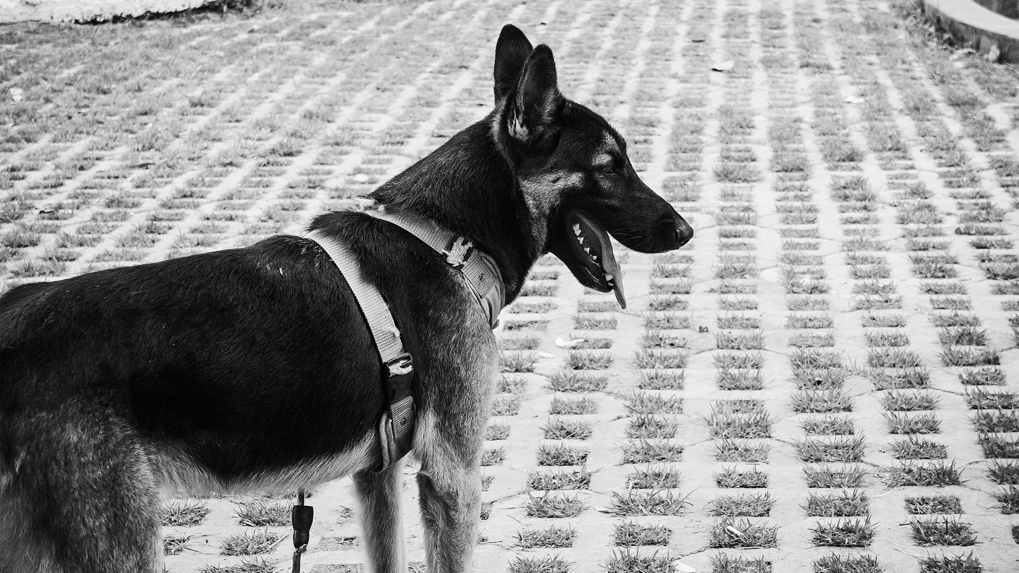 Monomad: A police dog [Eng/Esp]