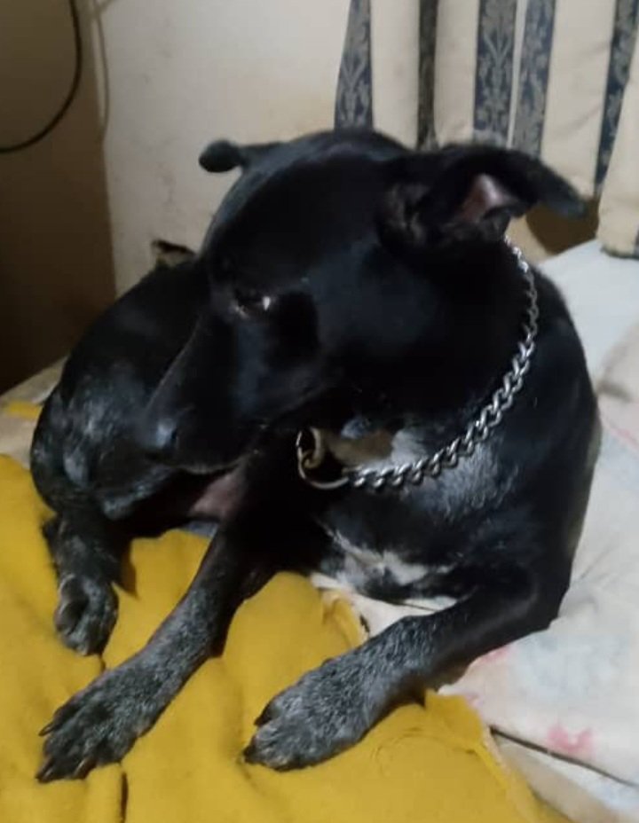 [Esp/ Engl] Mi mascota peculiar