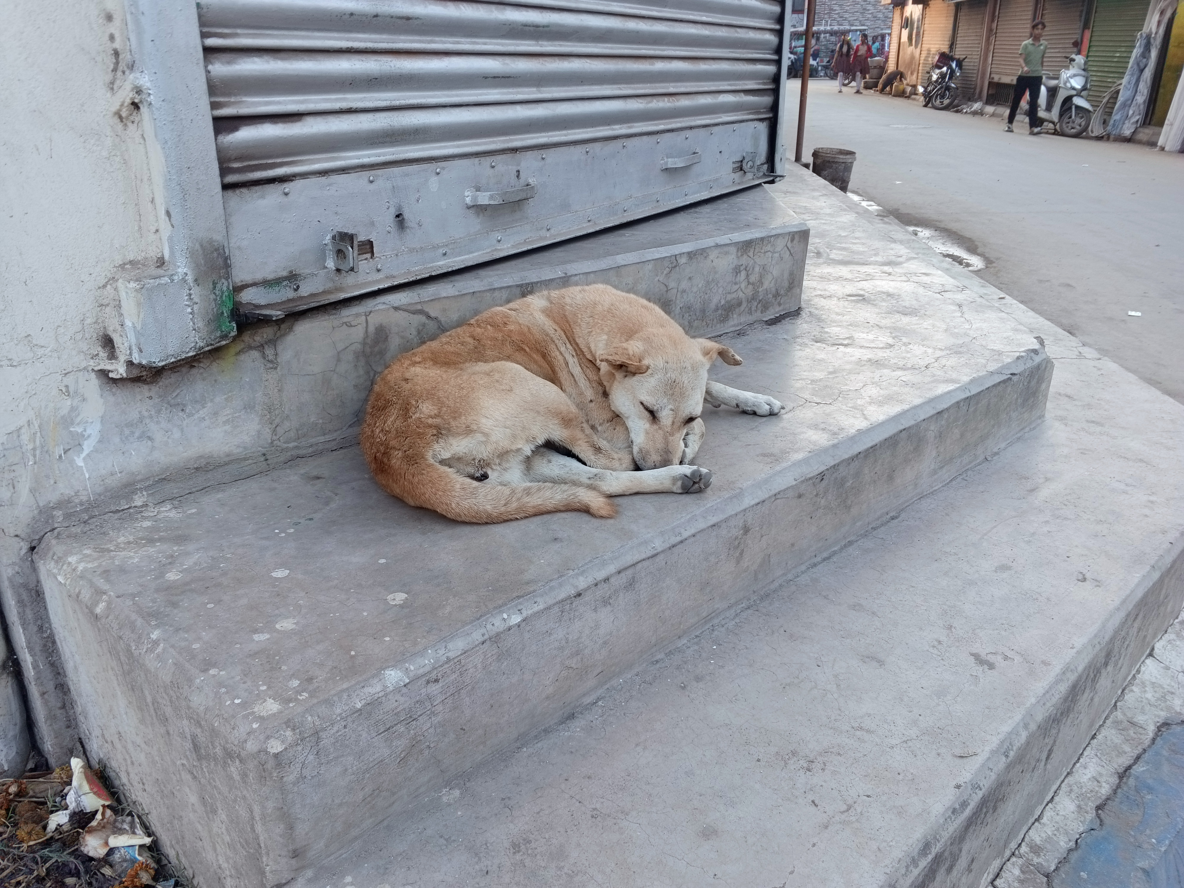 Street dog photo series