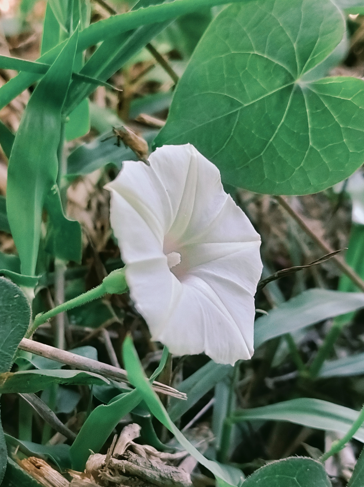 flowers bloom under the hot sun