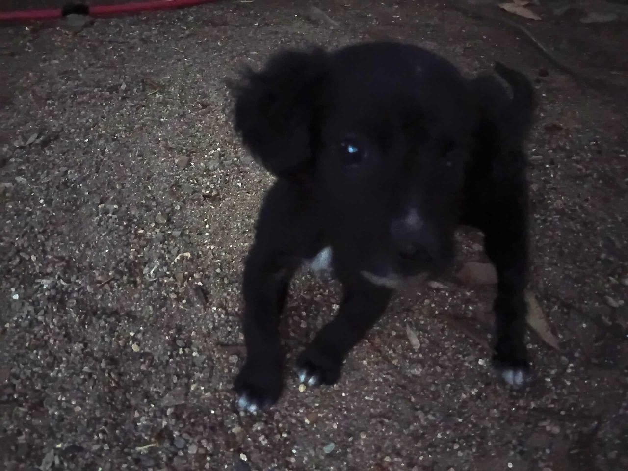 I present to you "Kira"!! (EN-ES)