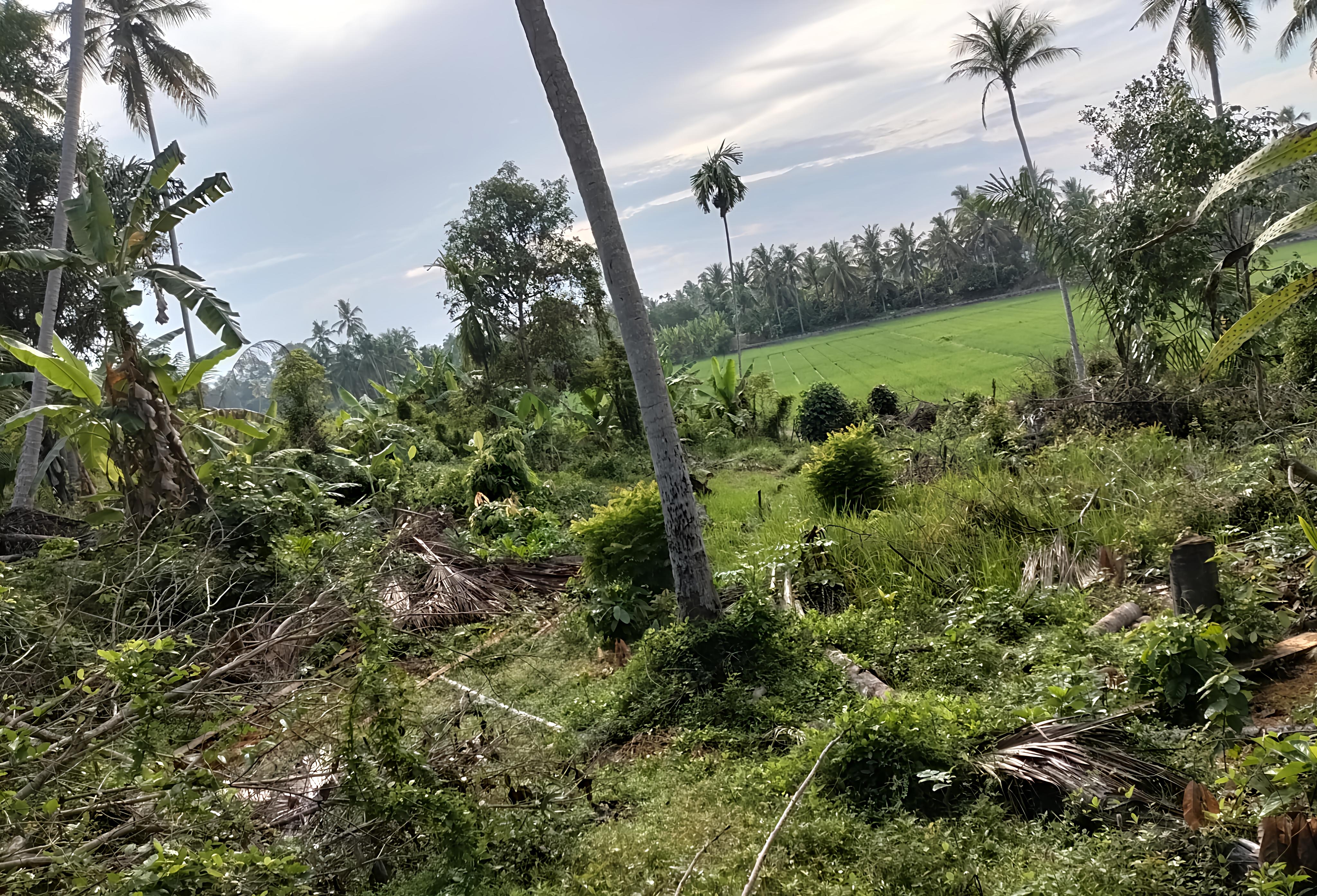 cool morning waiting for the sun to rise