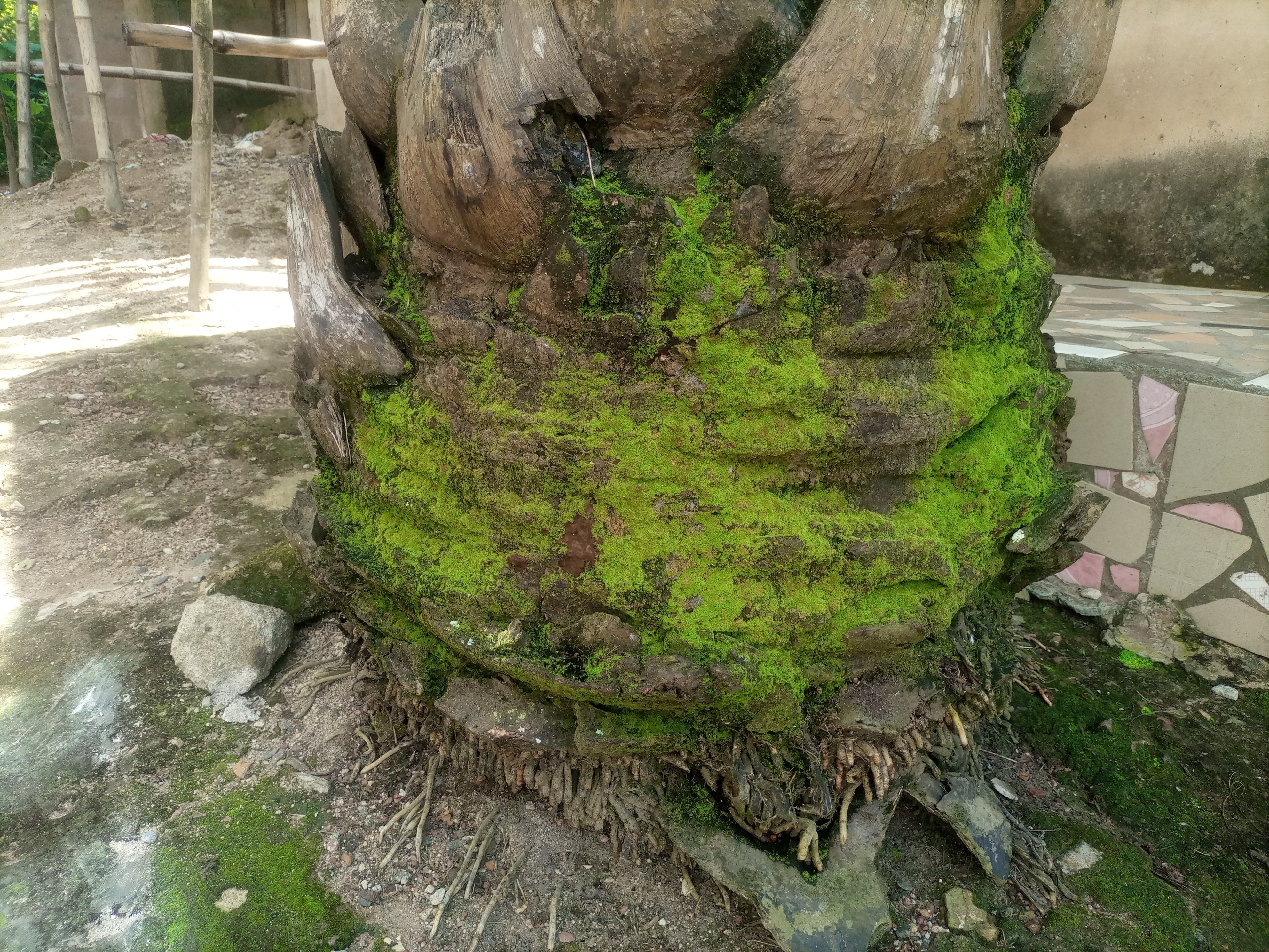 Palm Tree, Cutting Stems, Amoeba (ENG-ESP) Palmera, tallos cortados, ameba  