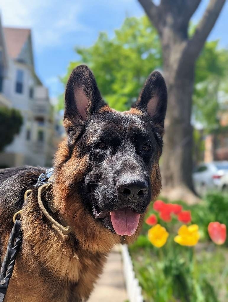 Meet our friend Cyrus. 