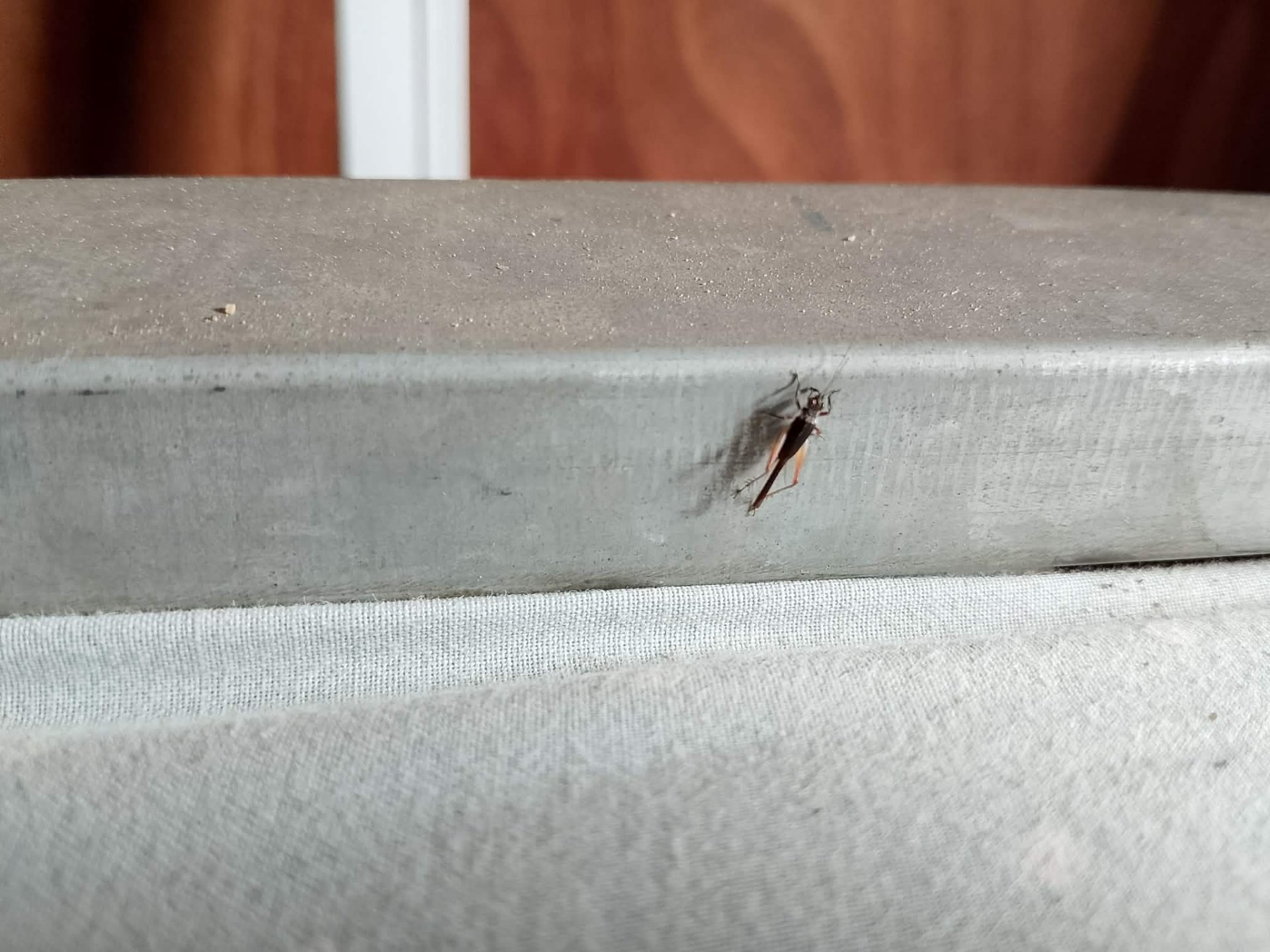 Entry For Shadow Hunters SMASh Contest 