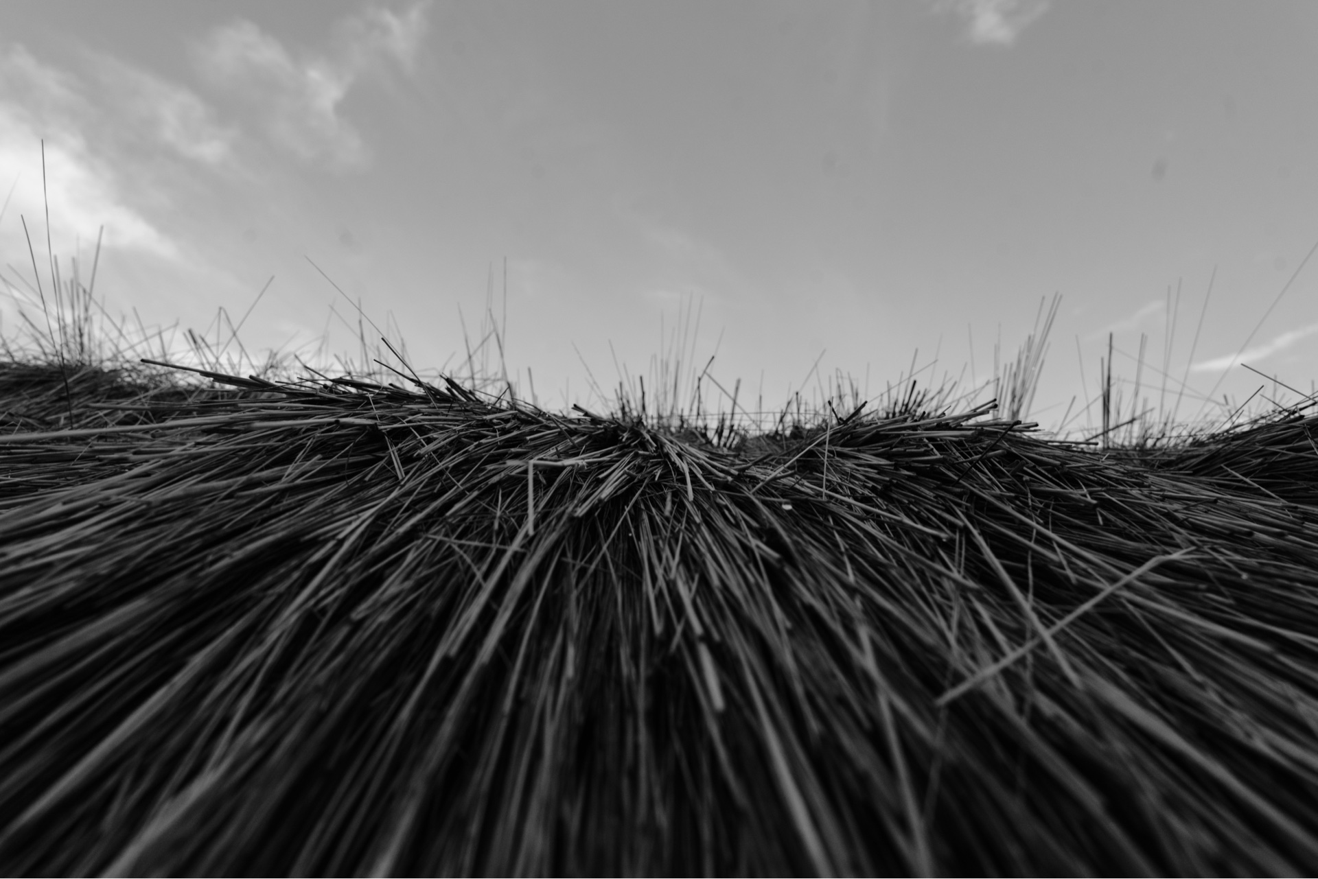 PISAC: THE ADRENALINE OF THE LENS