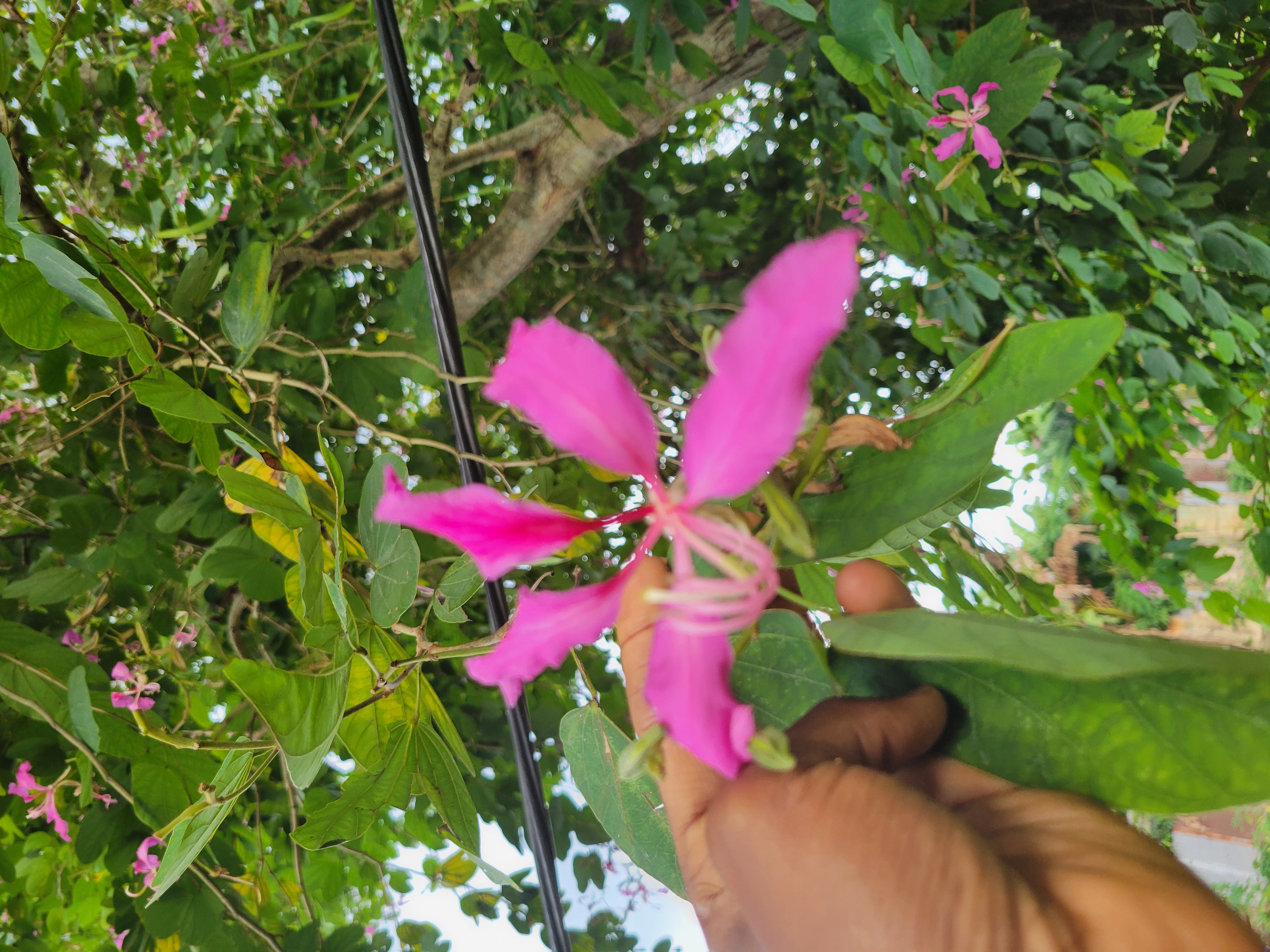 Facts about Bauhinia x blakeana(Hong Kong orchid tree)