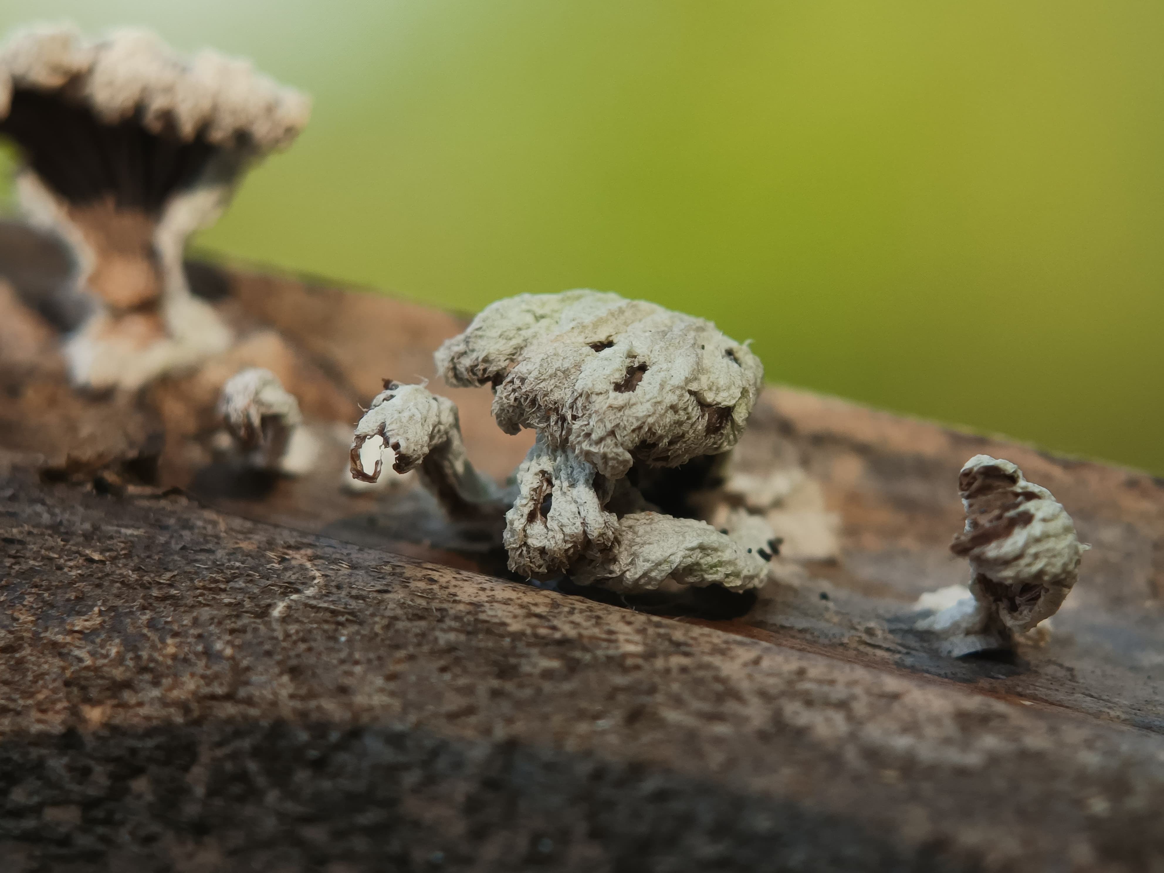 Schizophyllum commune
