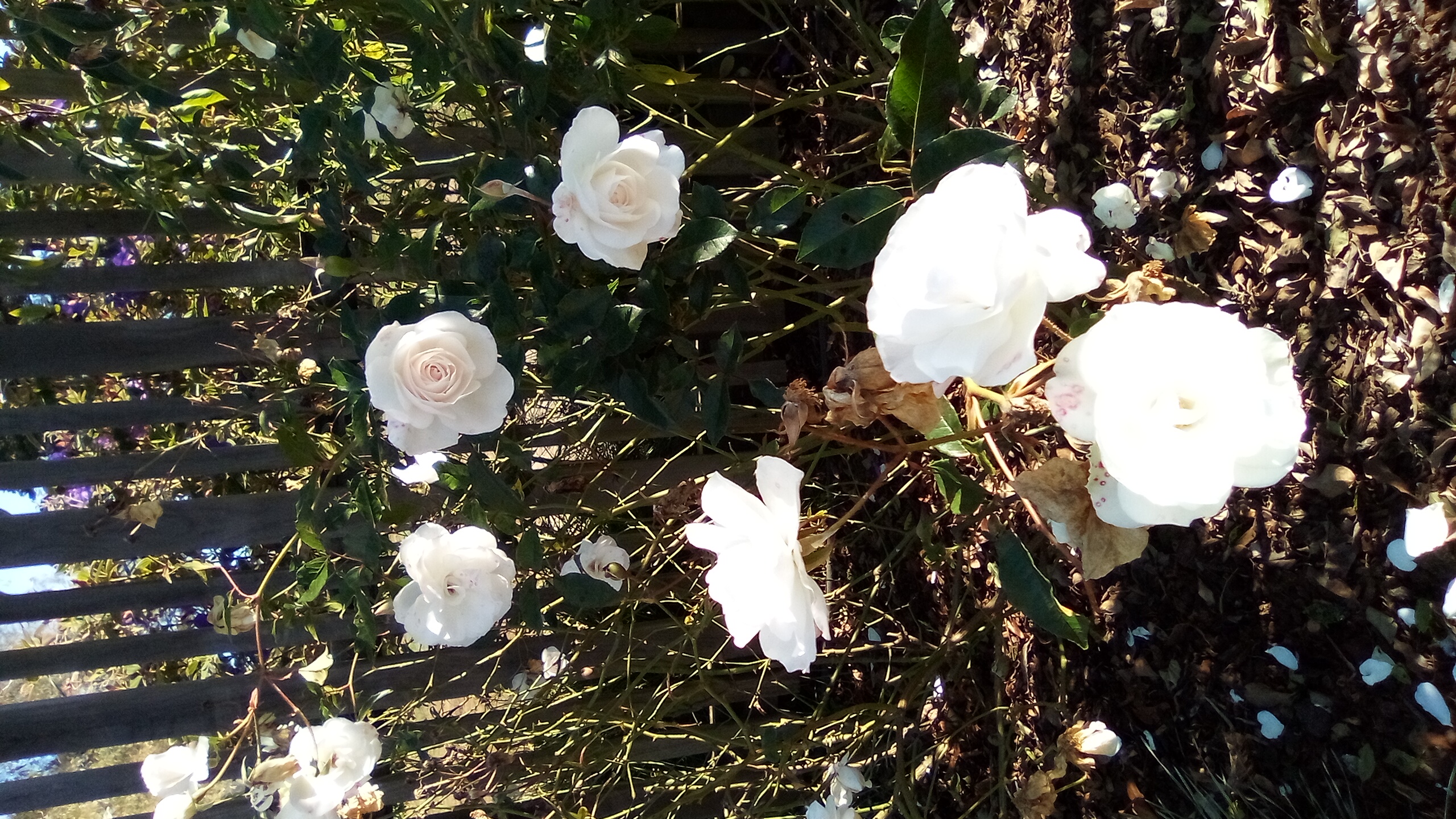 4 March 2026, Freewriters Community Daily Writing Prompt Day 3032: a dose of something unwelcome