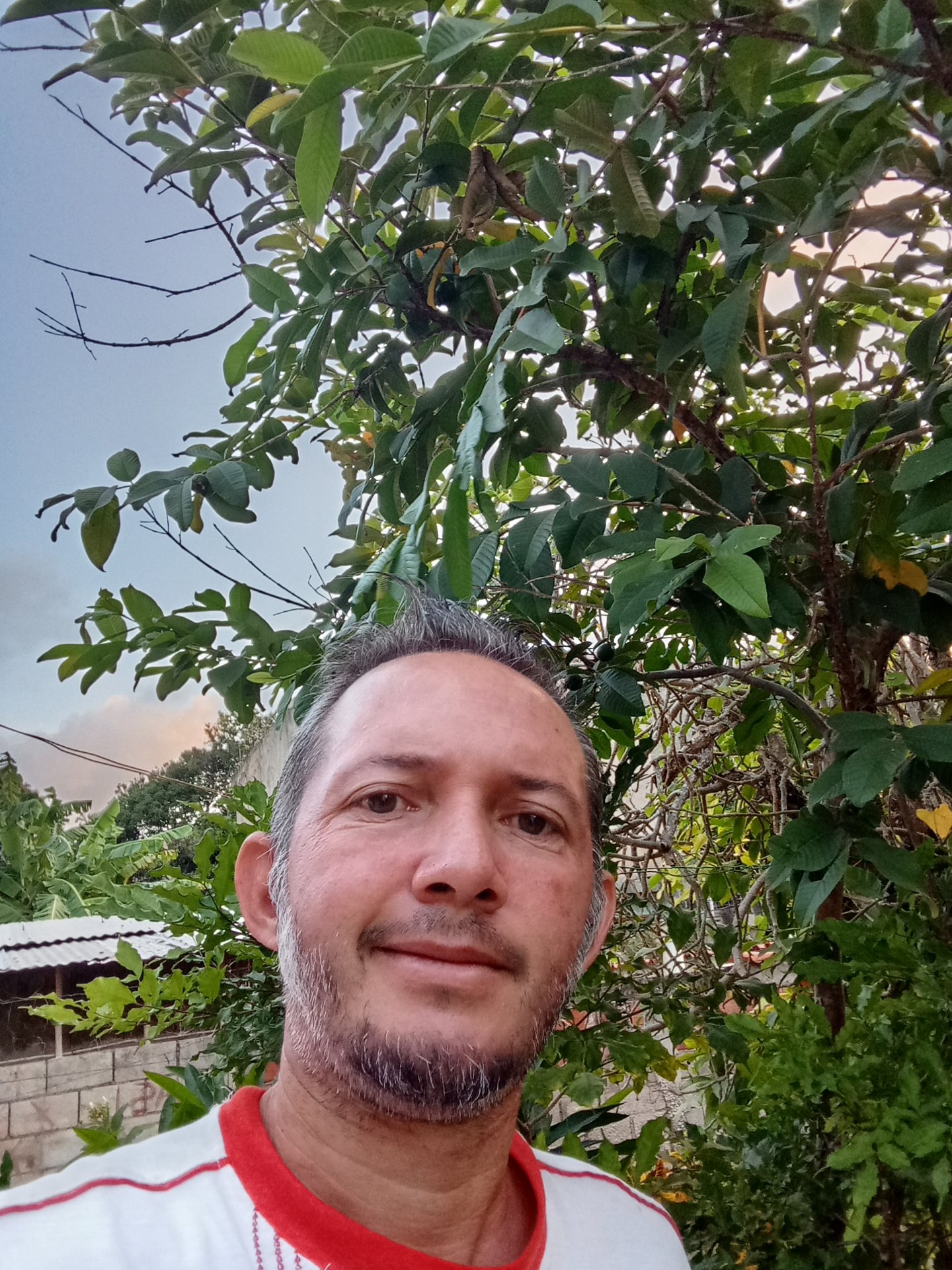 A guava plant with its first harvest, and at the same time, I have some questions that I hope you can help me understand