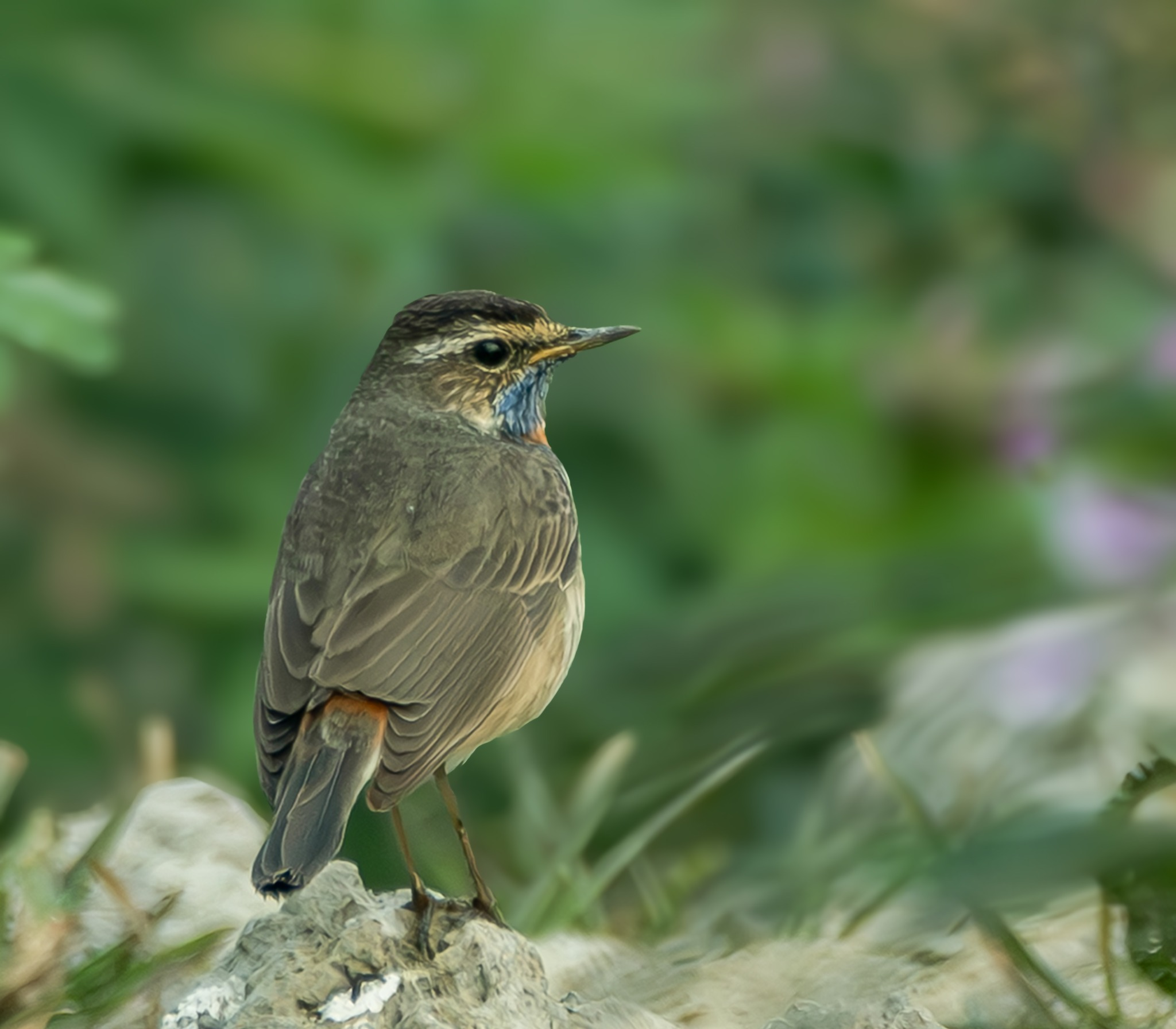 My Actifit Report Card: February 4 2026