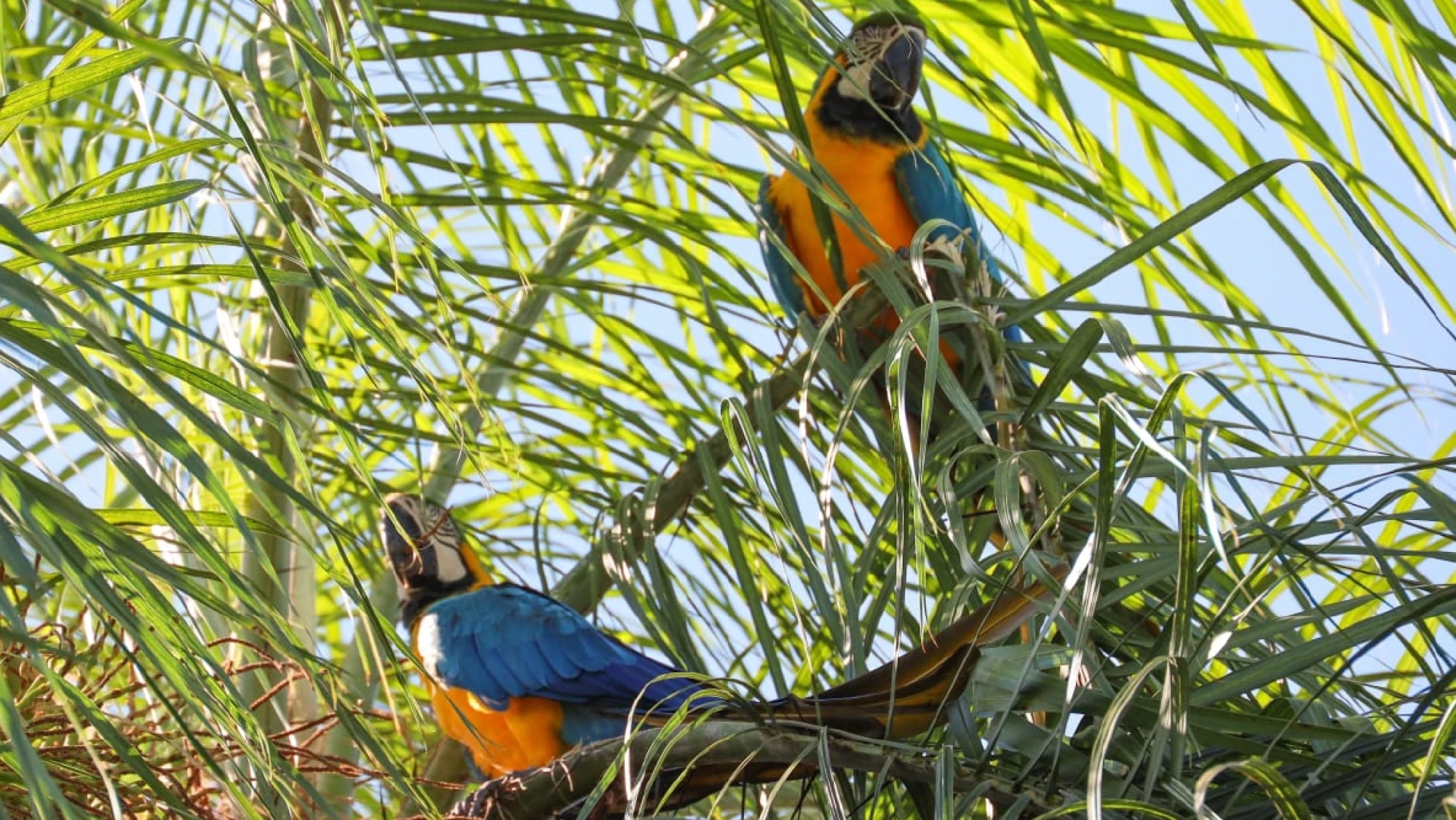 Paraguay: a mixed bag