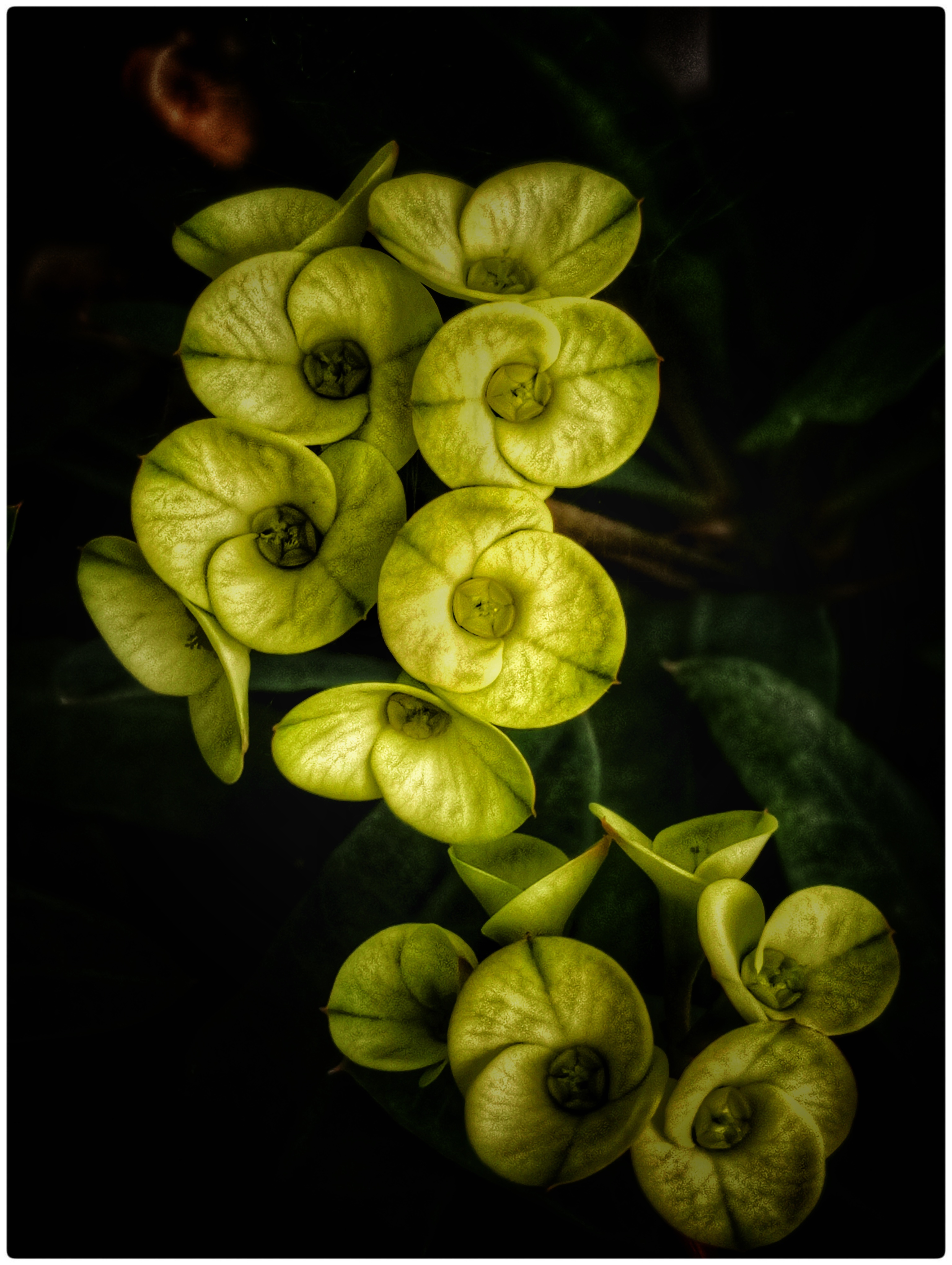 📷 Photofeed Contest - Macro Photography Round 159: Flowers