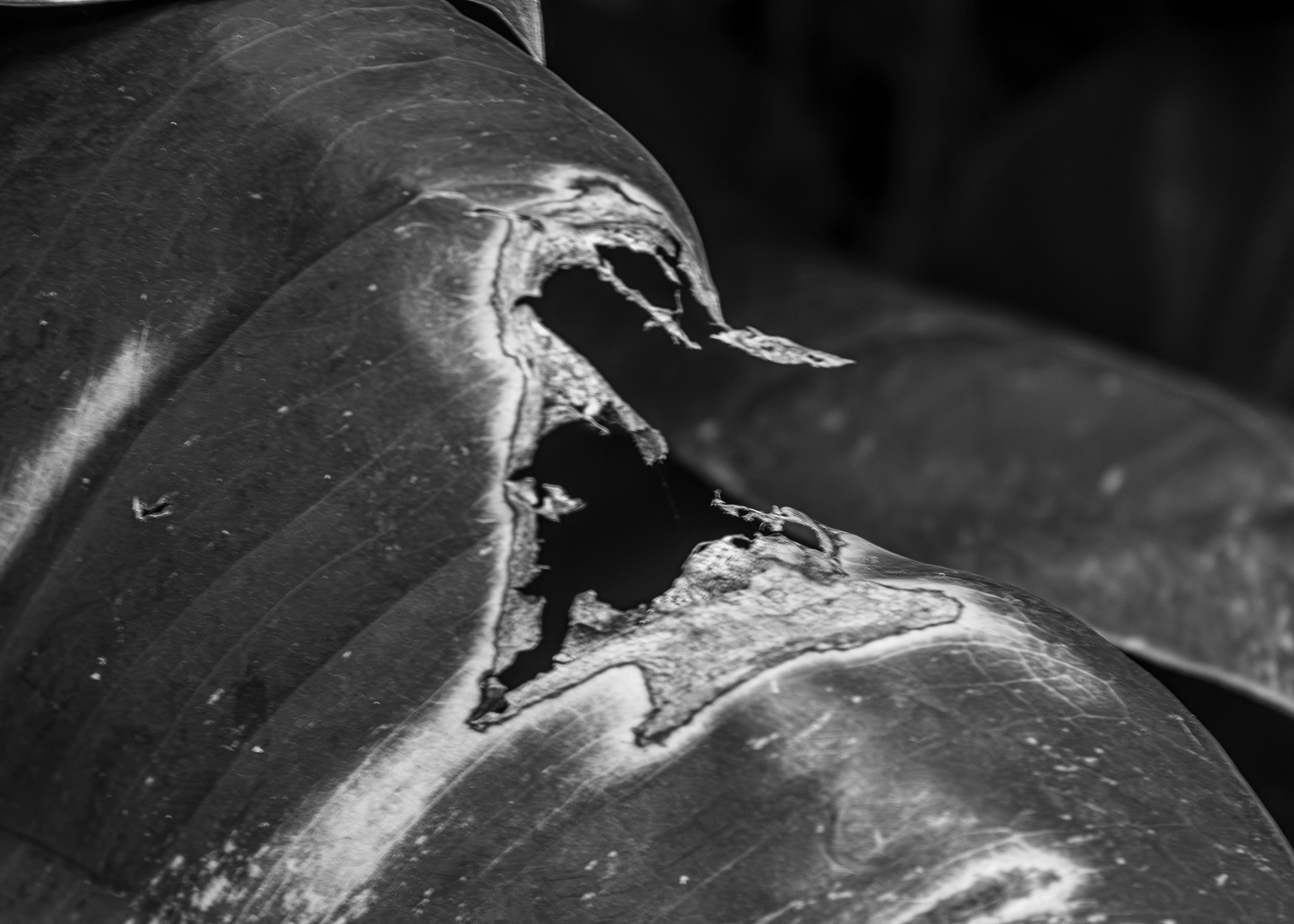 The feather and the spider web / Monomad Challenge [Eng/Esp]