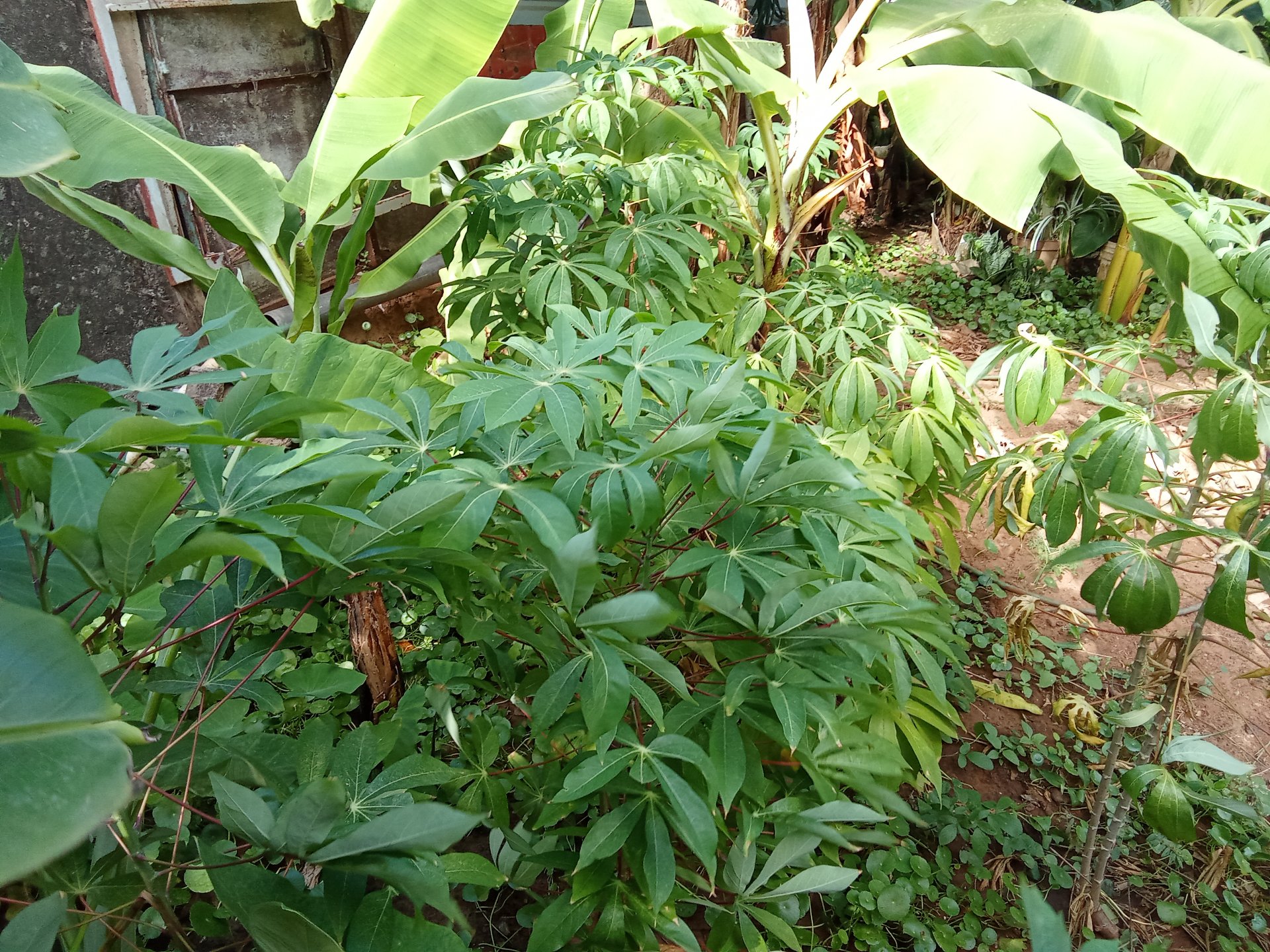 The #GardenJournal Challenge "February Monthly"