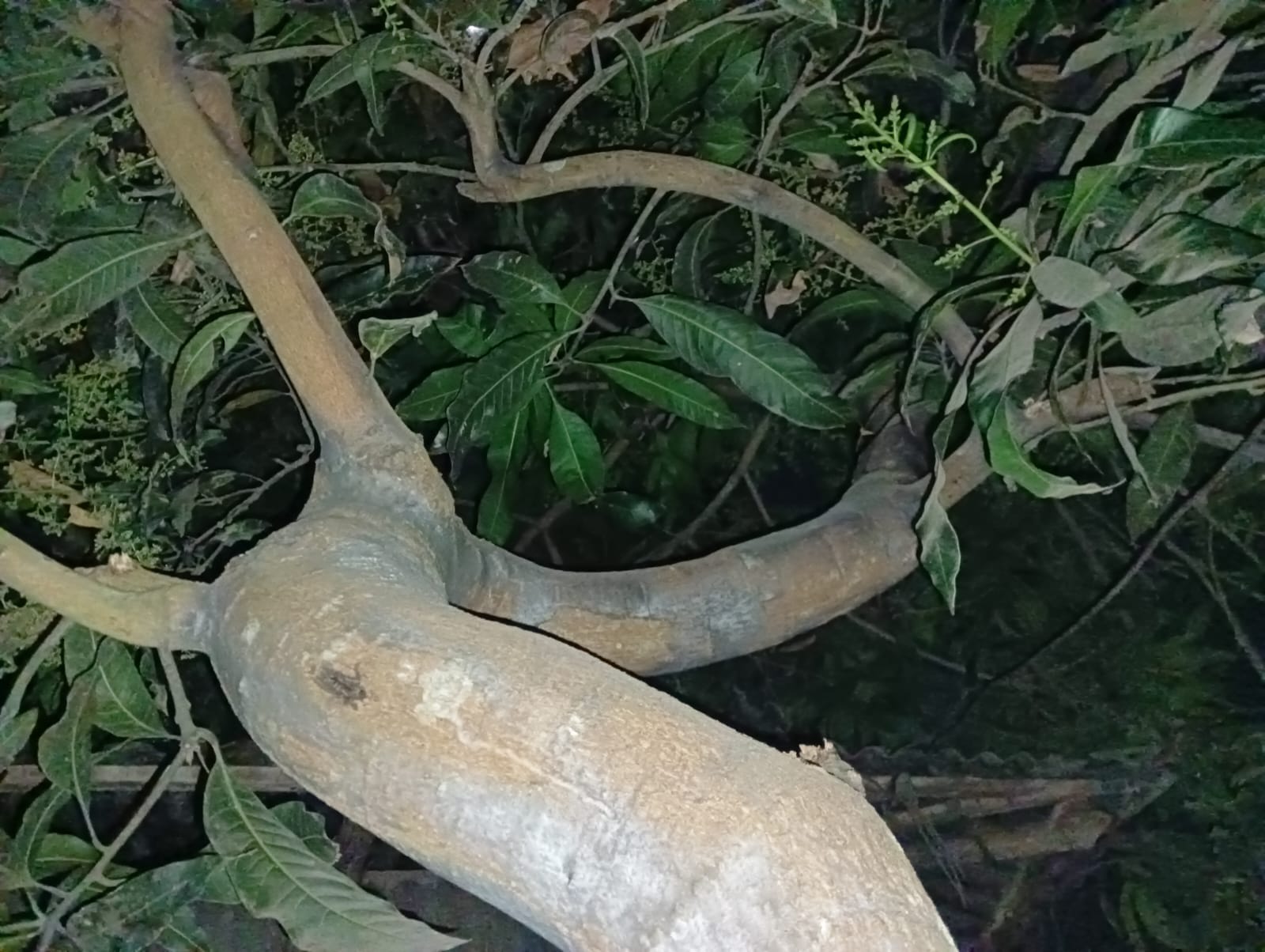 Mango Blossom brings the best moments of the year!