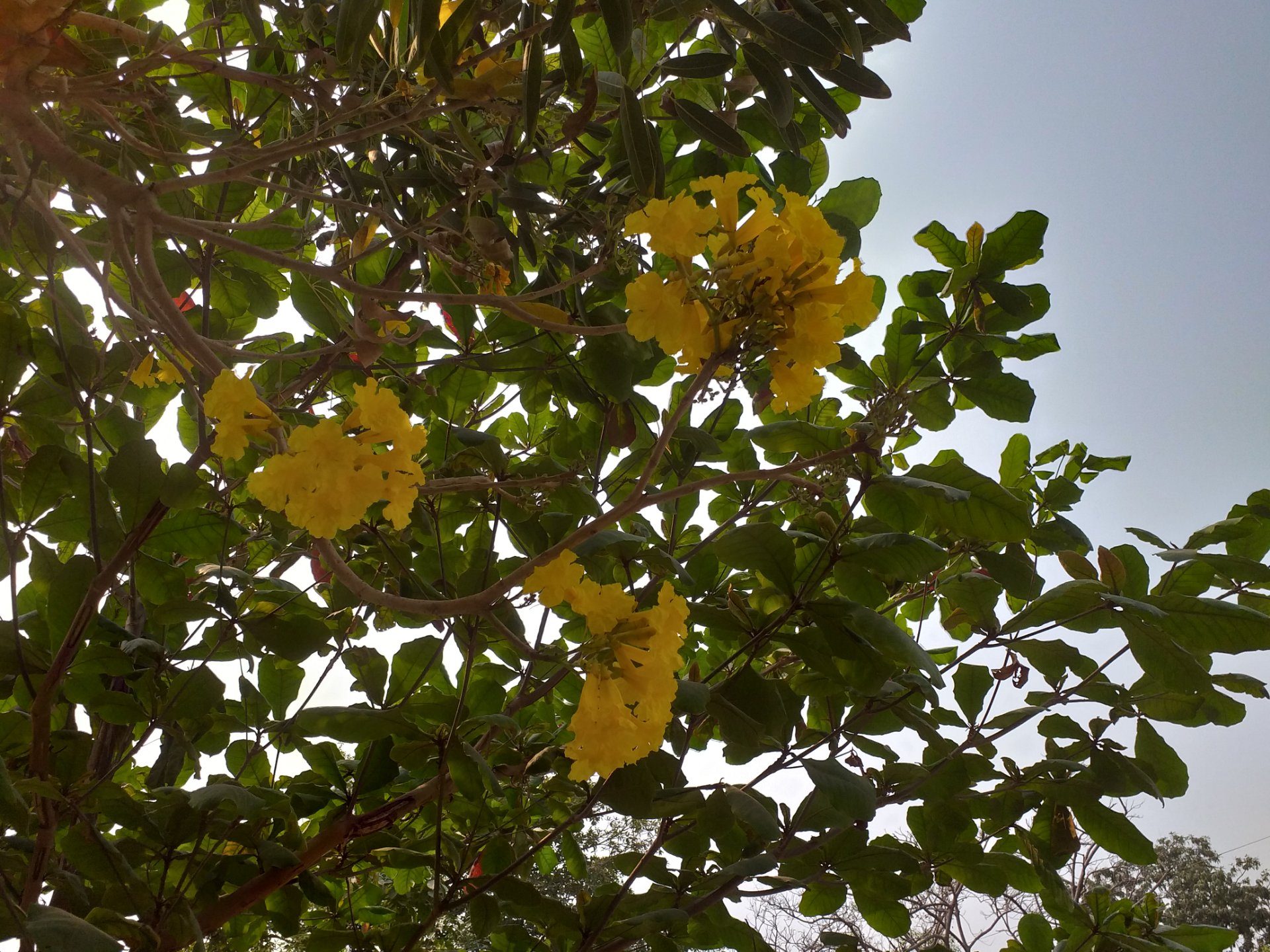 ဝါသောနွေ၏ သရက်ကင်းလေးများ