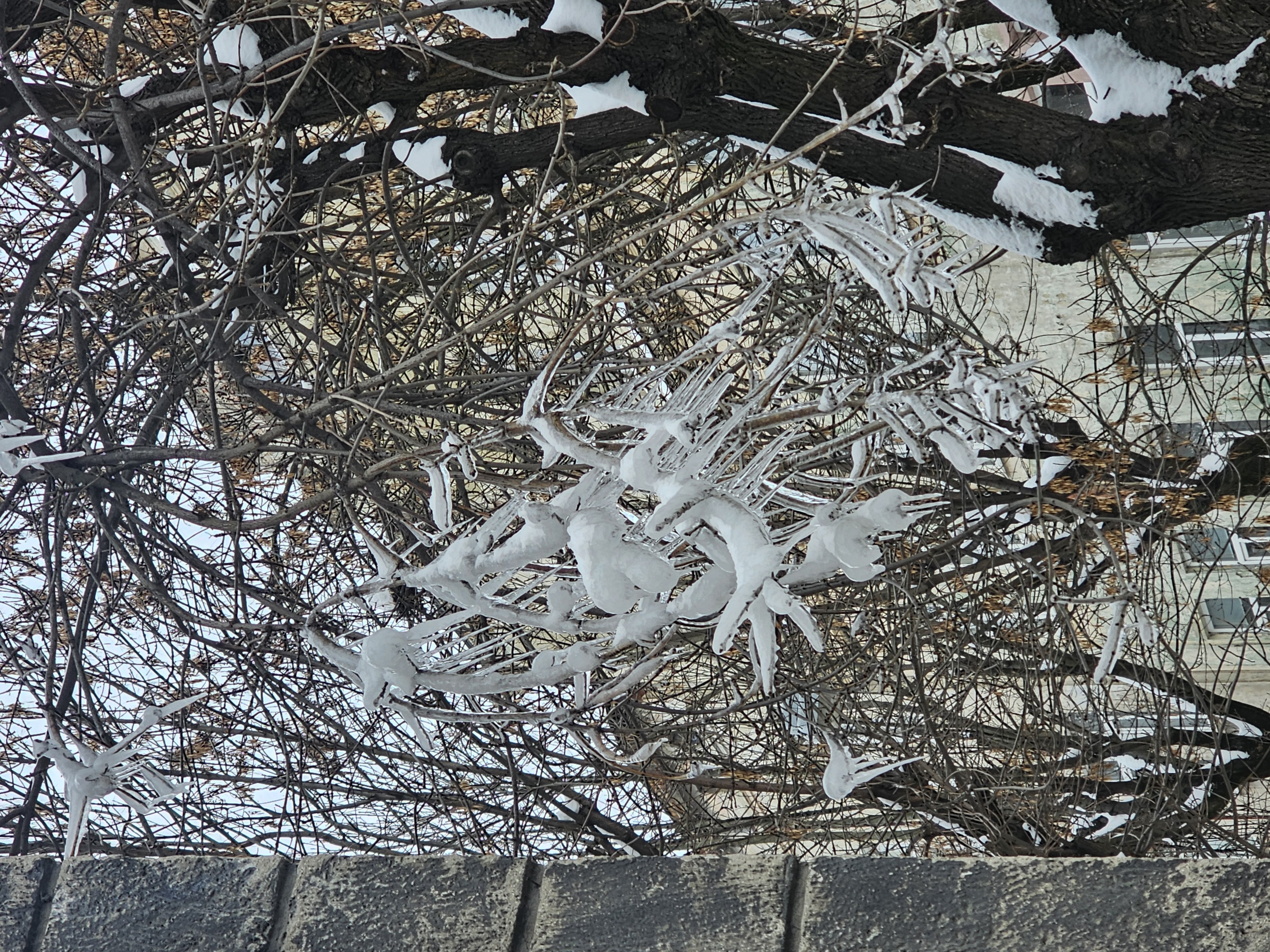 Fragile Icicles. /Крихкі бурулі. (En/Ua)