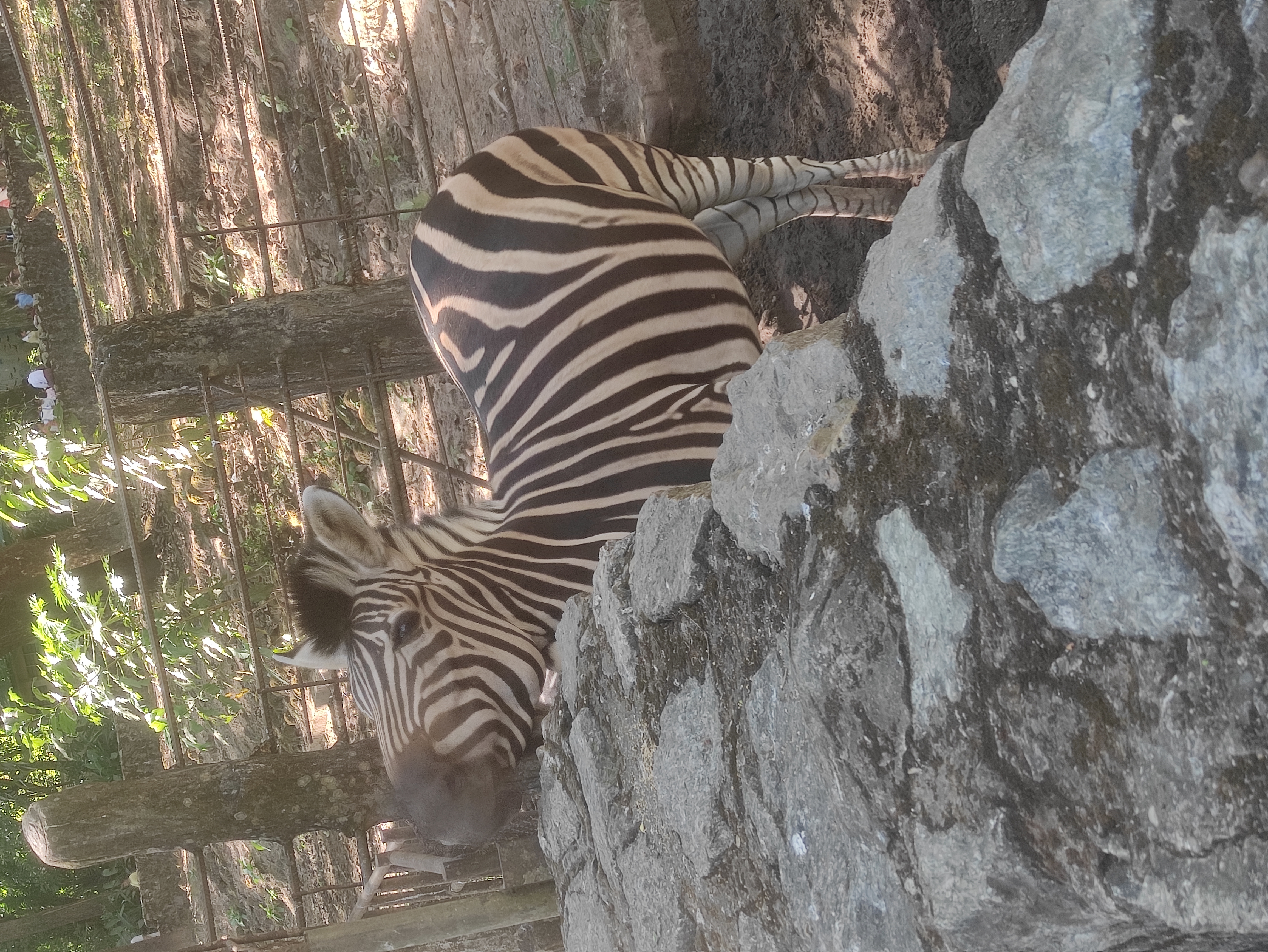 Family Short Trip To ZOO