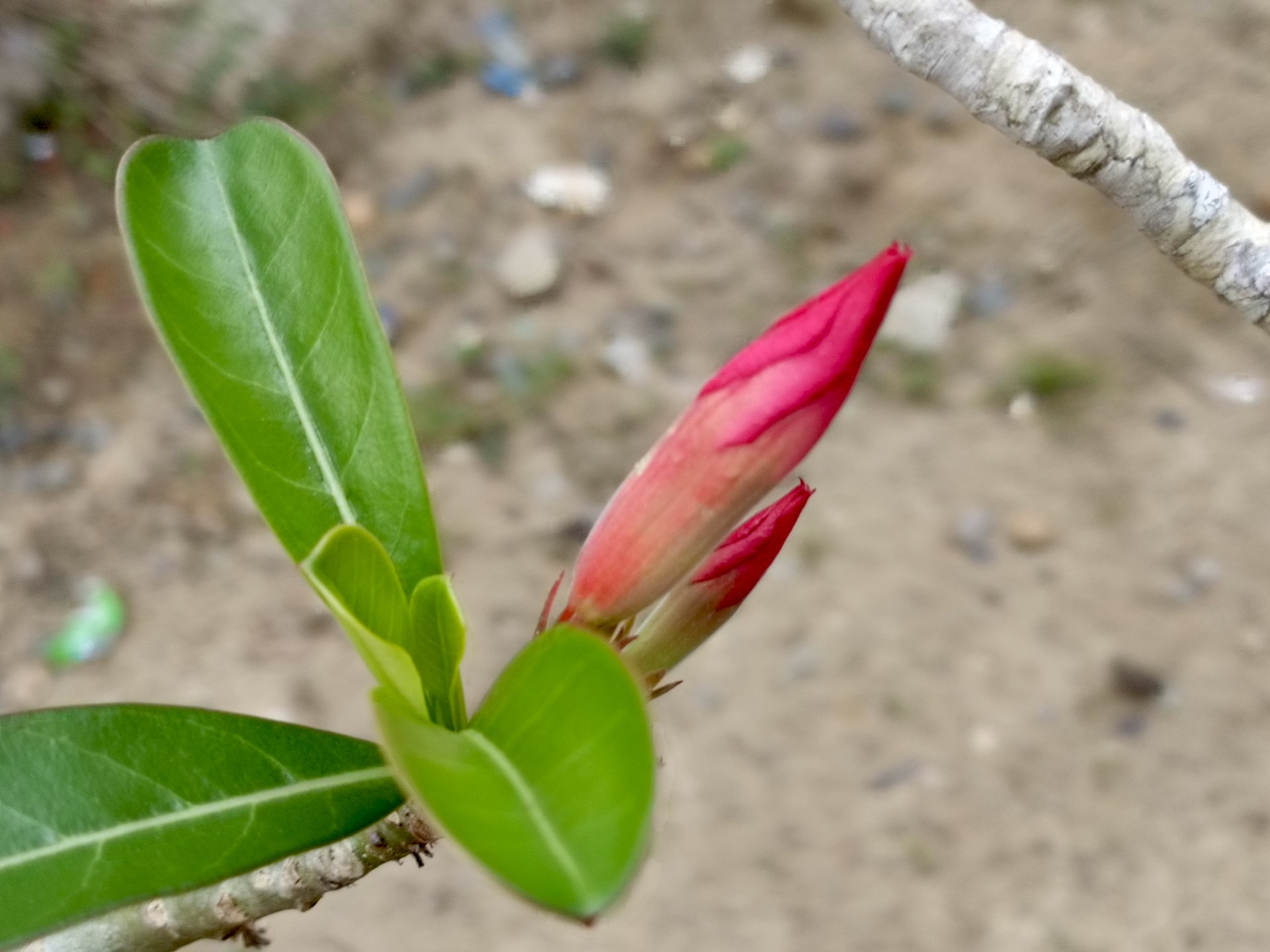 Newly blooming flowers