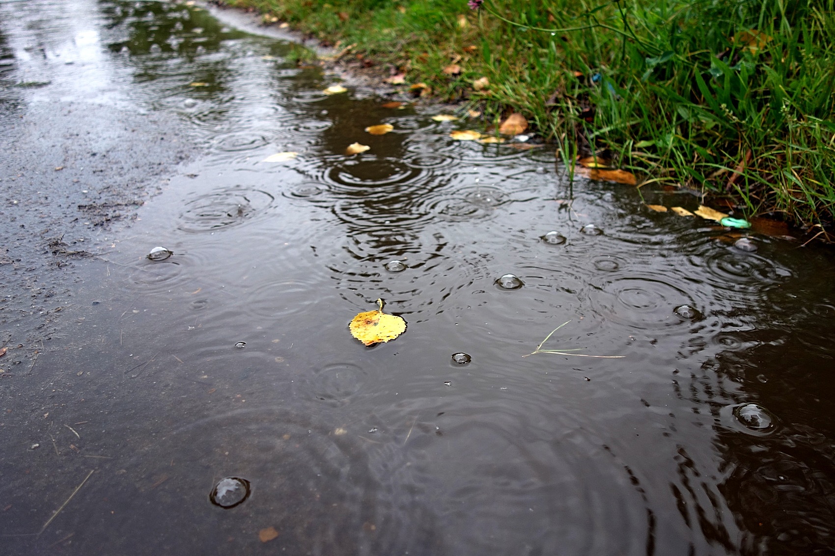 Qurator's Photo Quest | Rain. Сентябрьский дождь - September rain