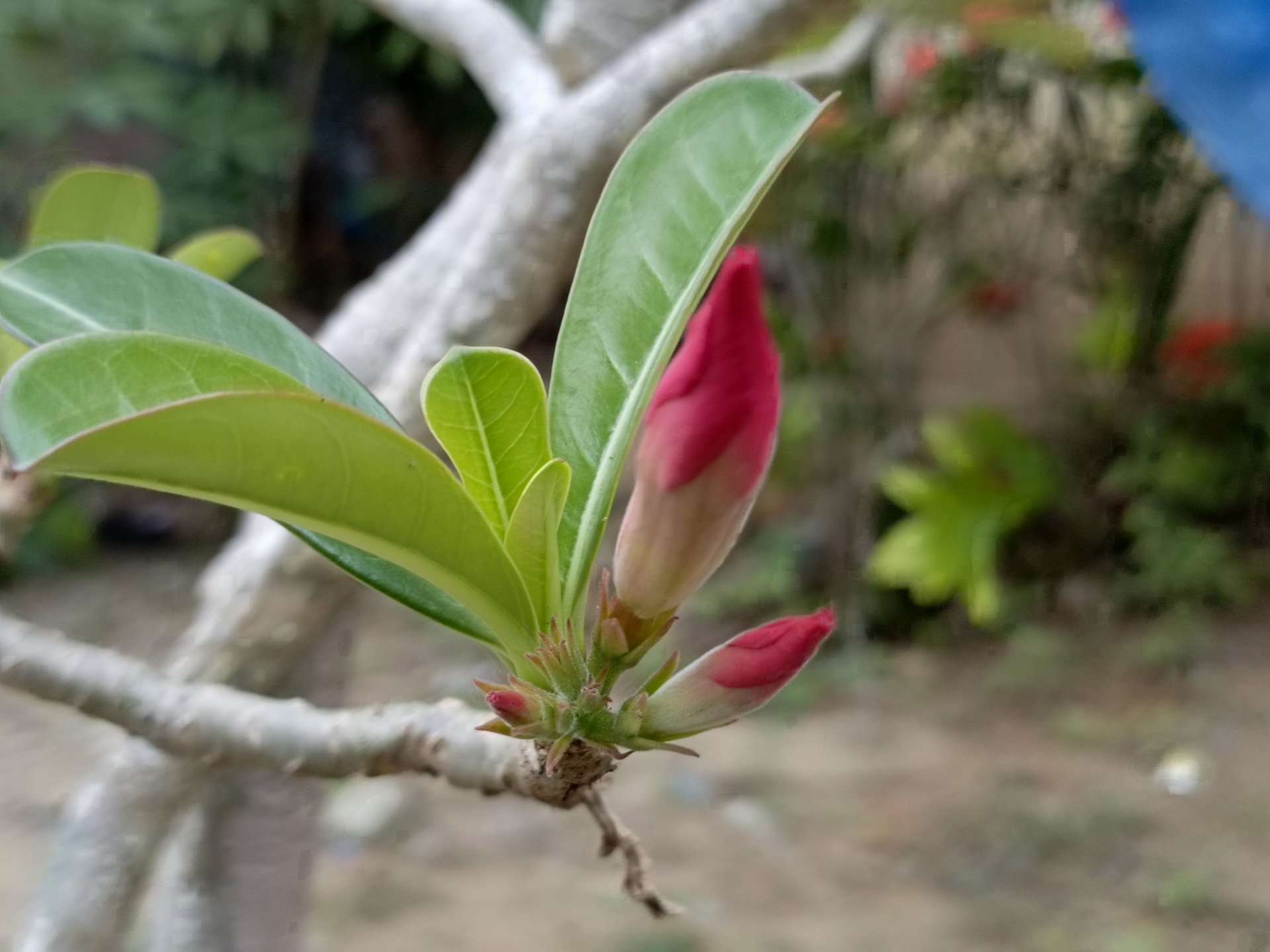 Newly blooming flowers