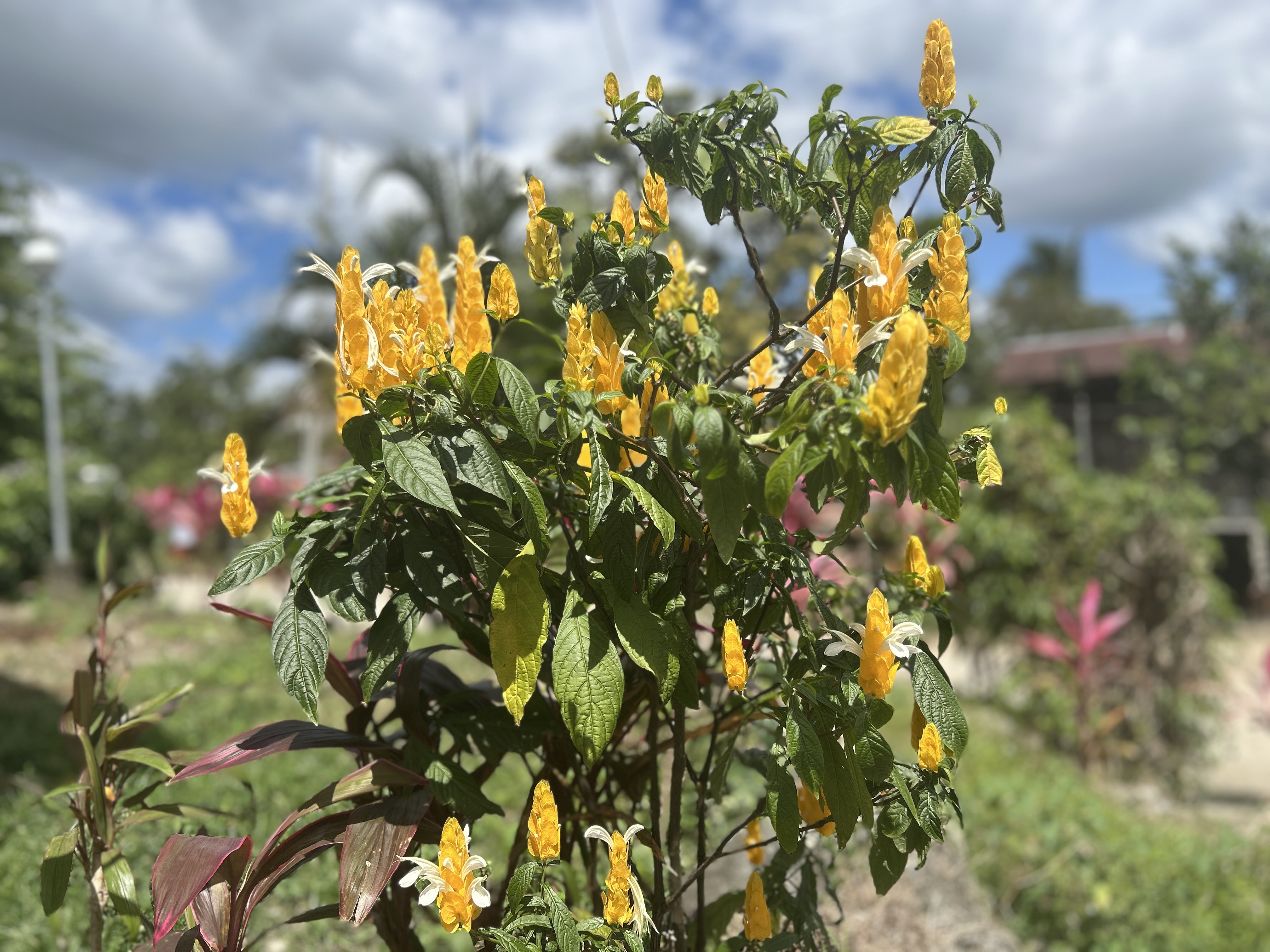 A Morning in the Province