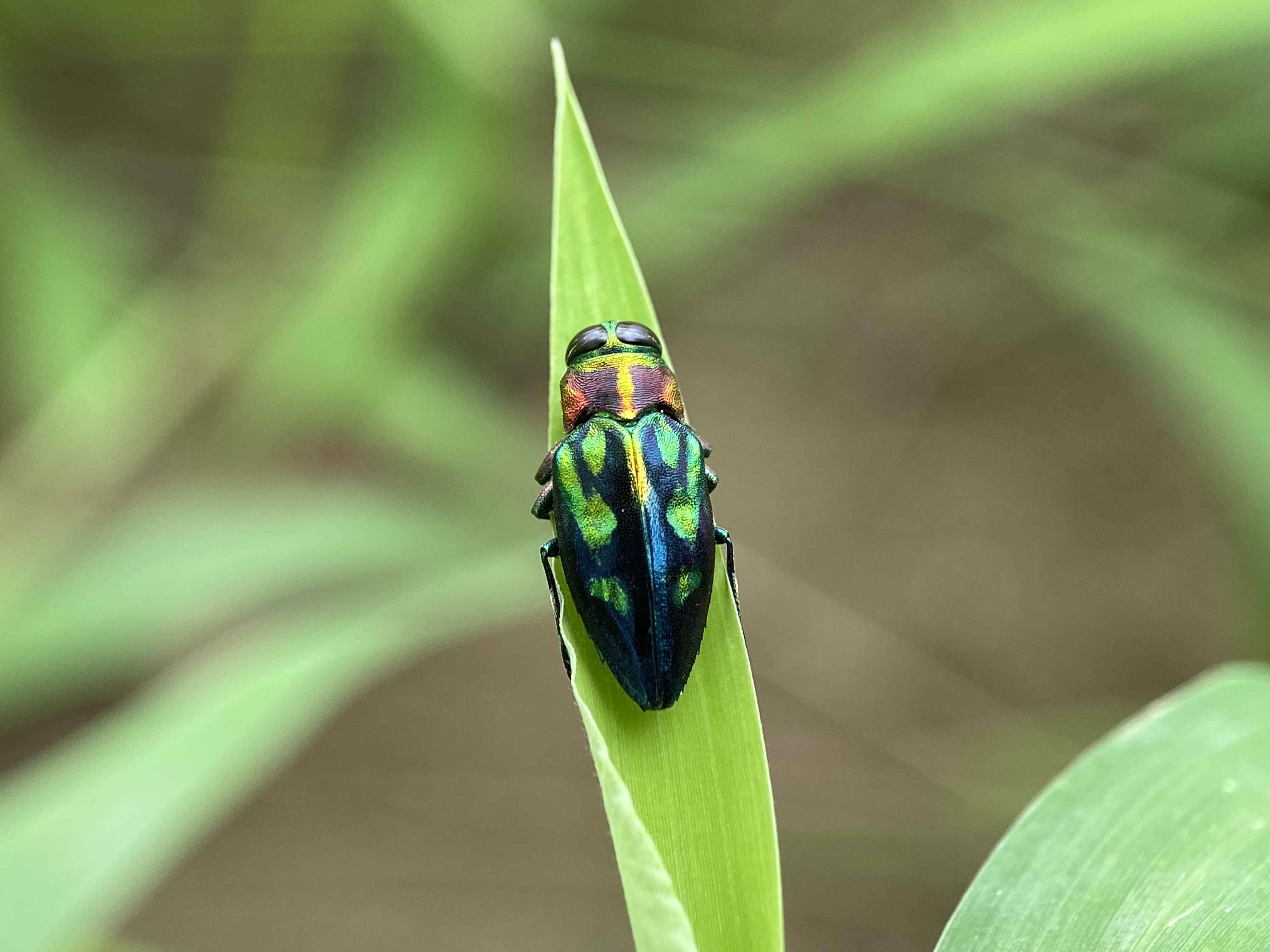 Jewel Beetles Family Buprestidae
