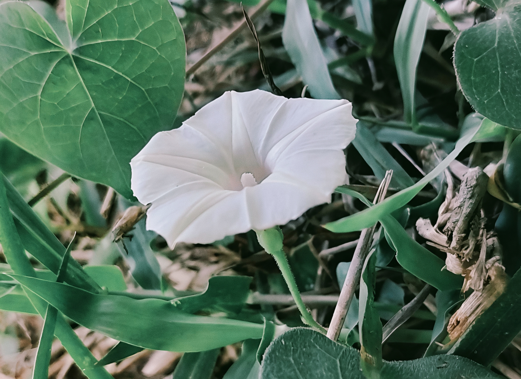 flowers bloom under the hot sun