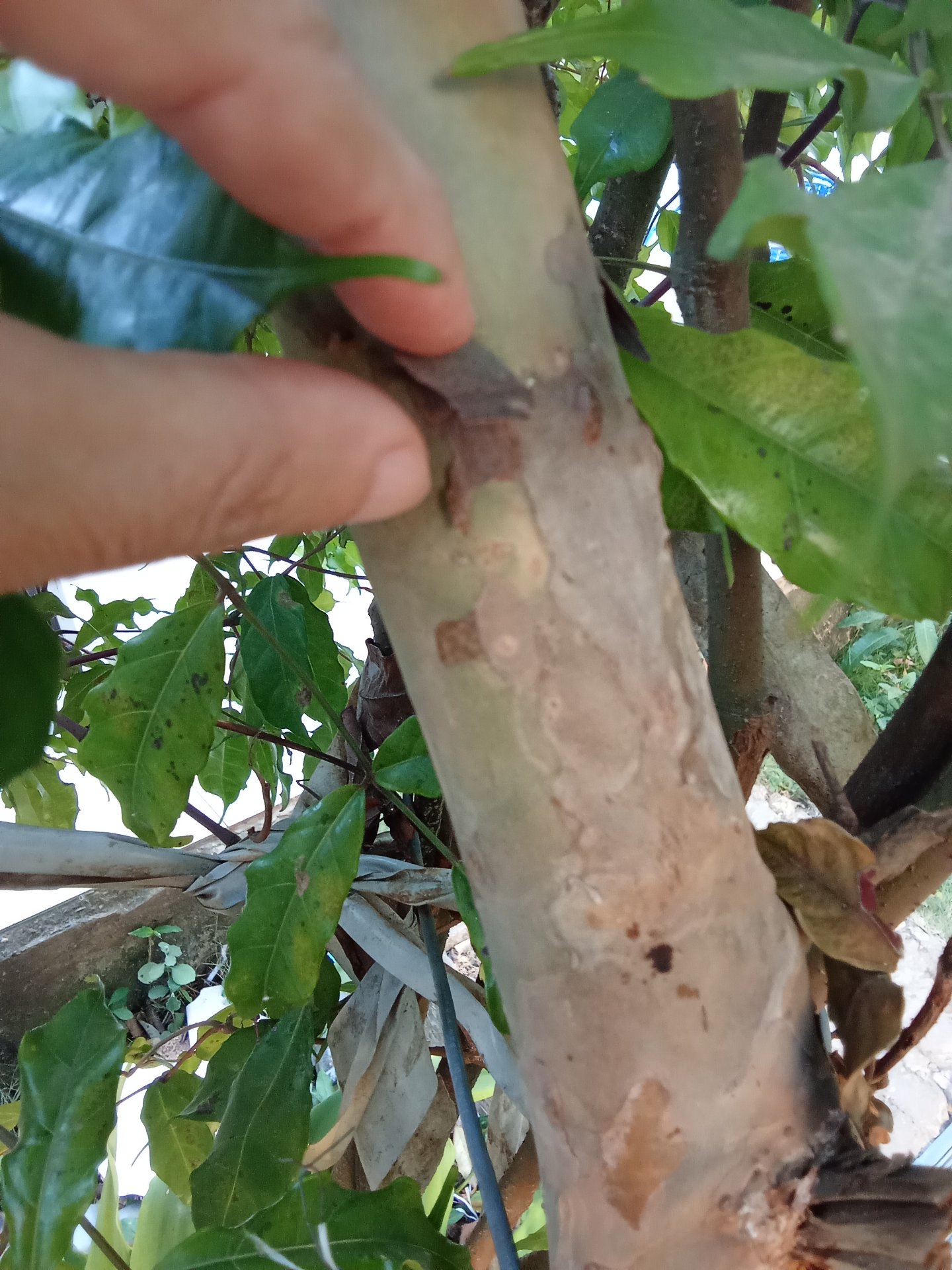 A guava plant with its first harvest, and at the same time, I have some questions that I hope you can help me understand