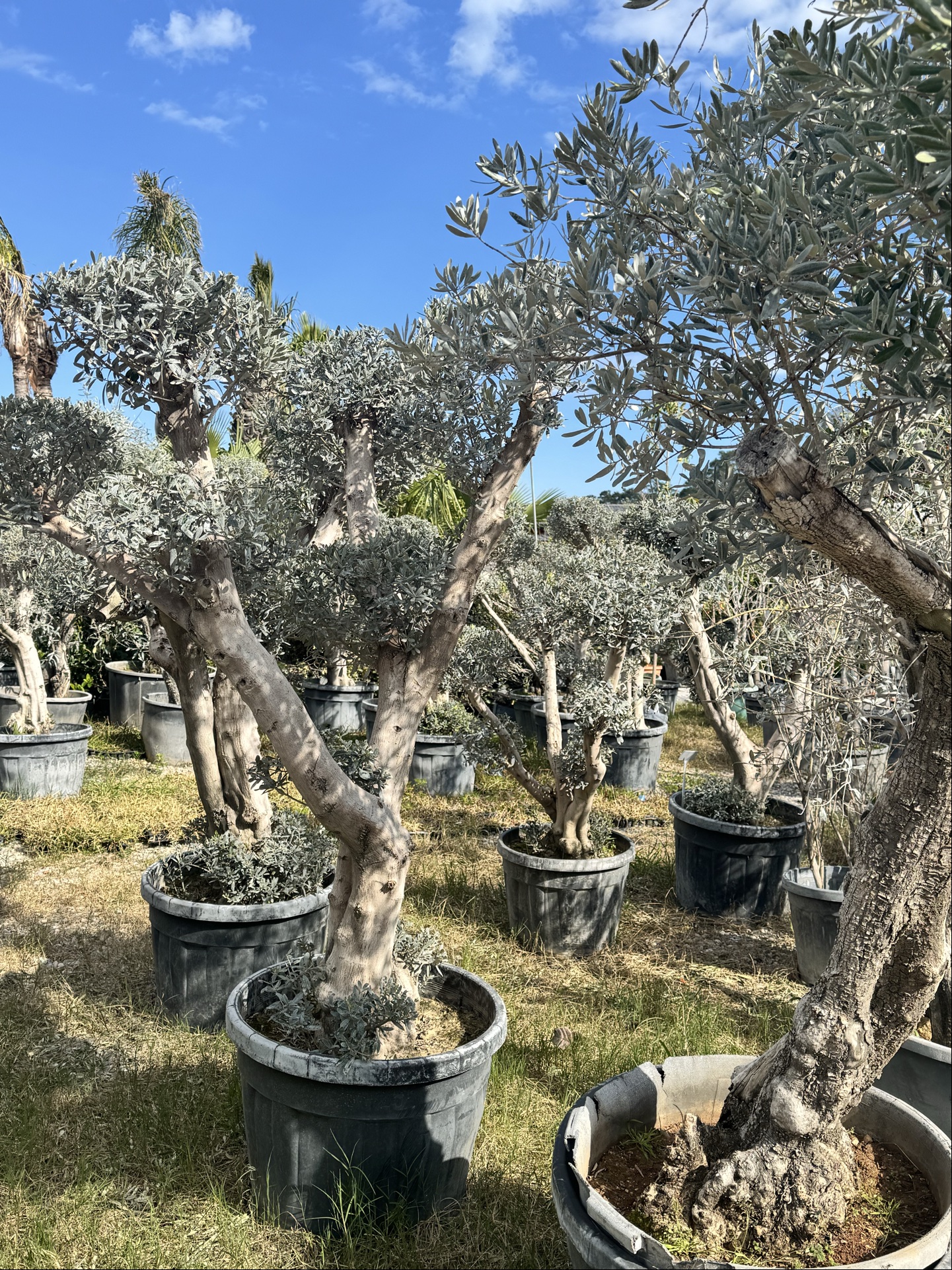 За тиждень Весна 