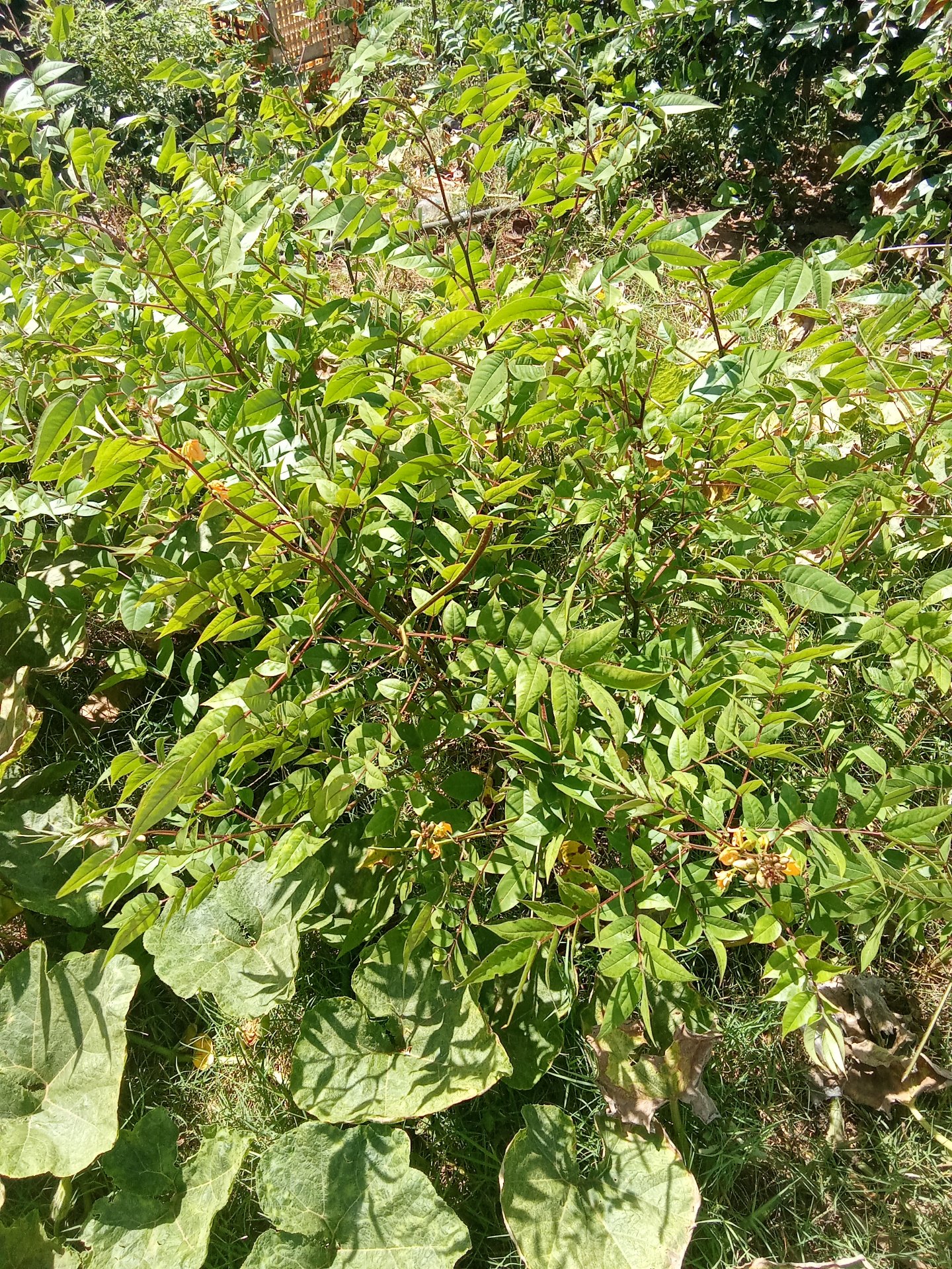 Conociendo un poco de las plantas con las cuáles podemos tratar nuestra salud de forma natural// Learning a little about the plants with which we can treat our health naturally (AN)
