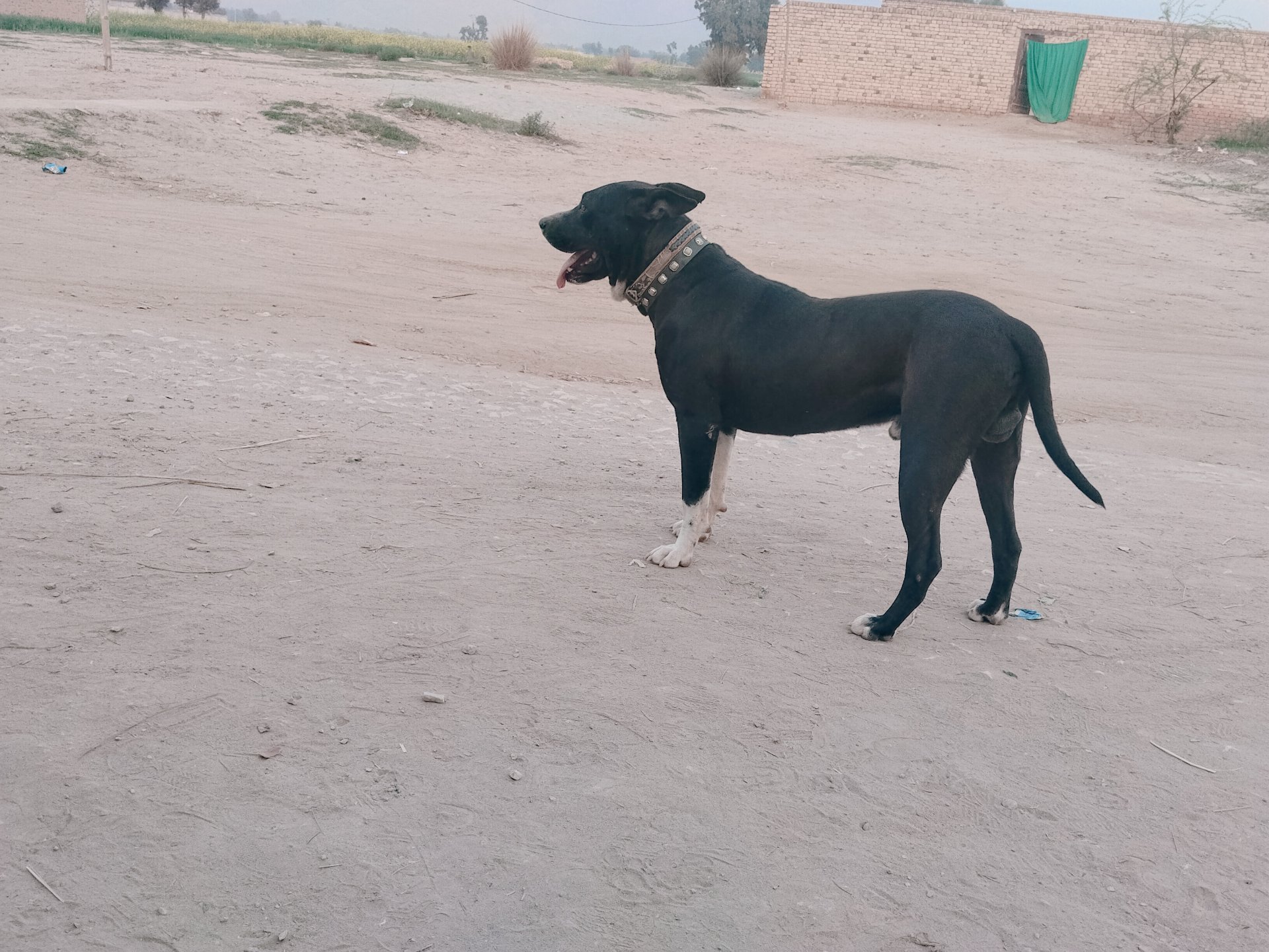 When Dogs Teach Us the True Meaning of Faithfulness