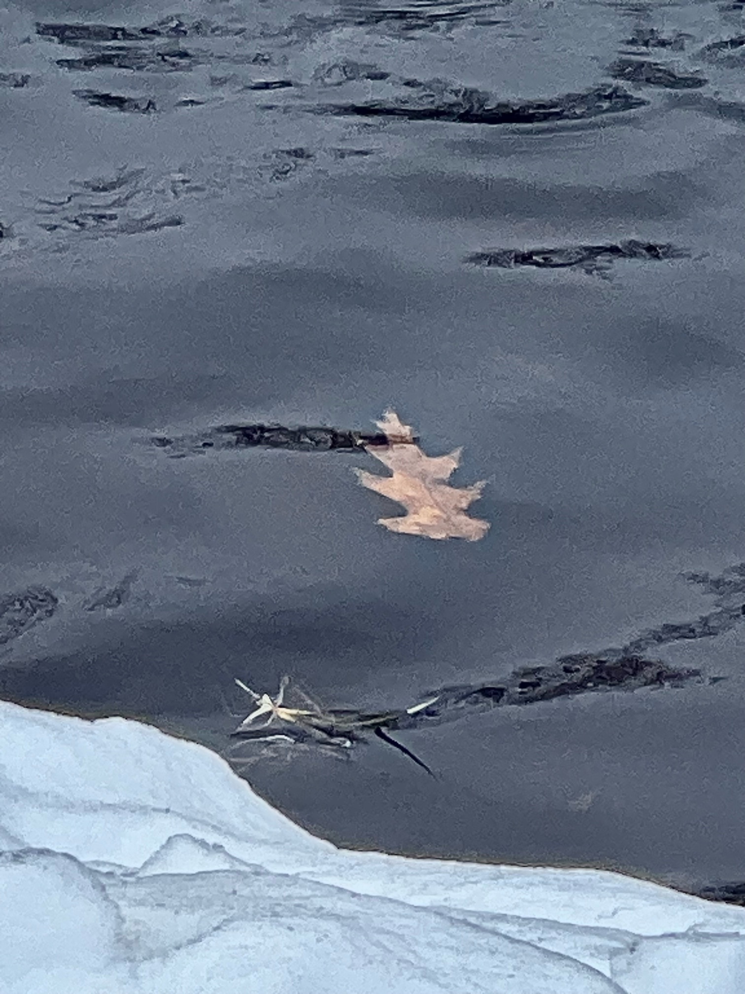 Mallard Duck is Here Again! マガモが帰ってきました！[English and Japanese]