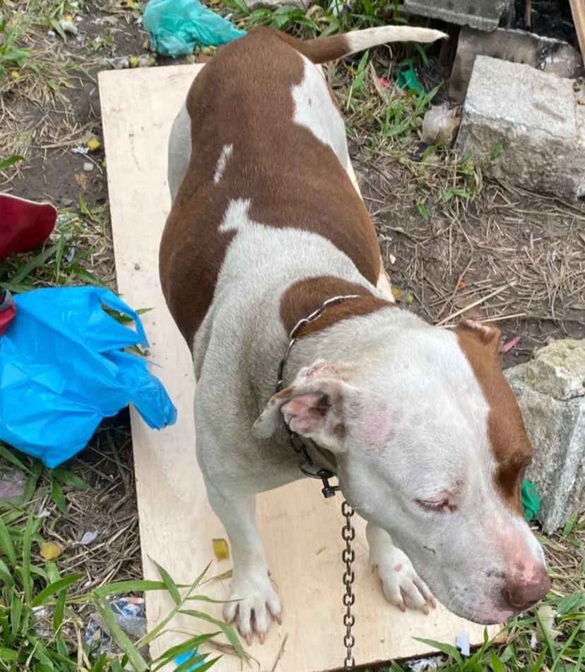 (ENG) Carmela and her 9 rescued puppies 💛🐶 (🇧🇷) Carmela e seus 9 bebês resgatados 💛🐶