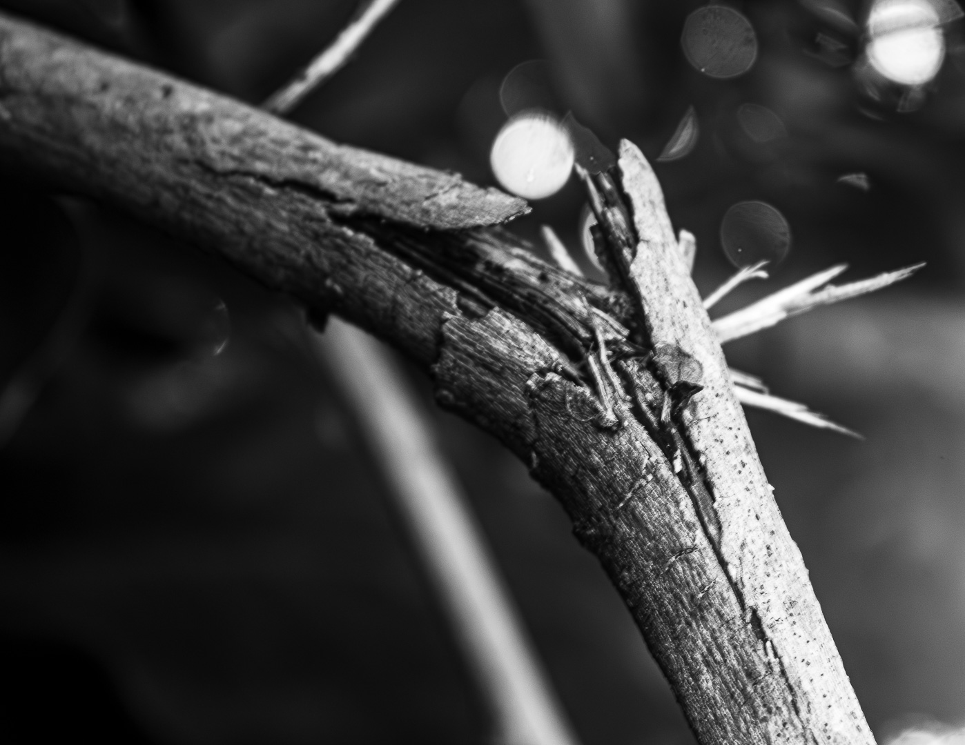 The feather and the spider web / Monomad Challenge [Eng/Esp]