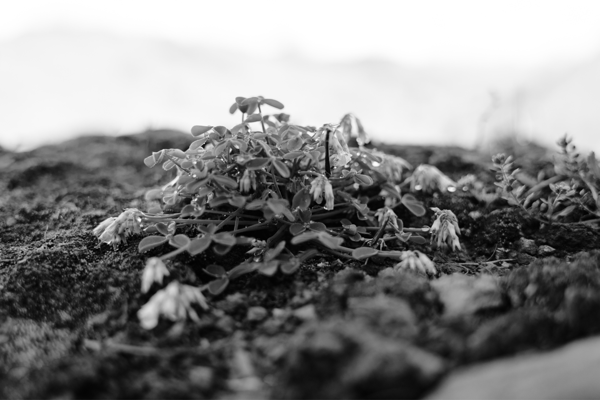 PISAC: THE ADRENALINE OF THE LENS