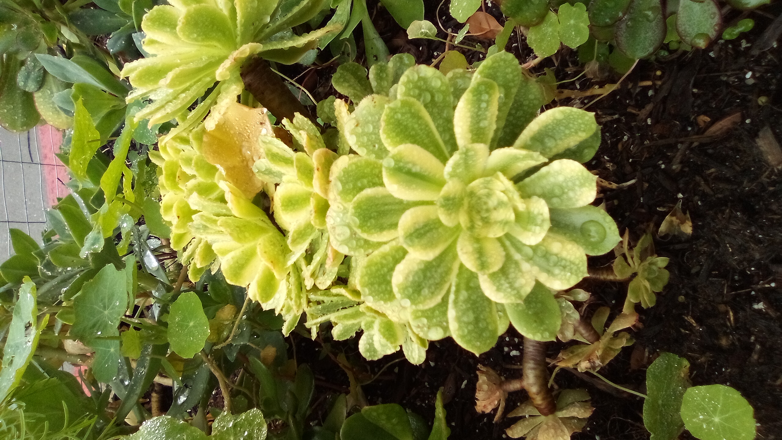 A Day of Teardrops and Gems (Bortkiewicz, Schumann, Bruckner, Schubert)