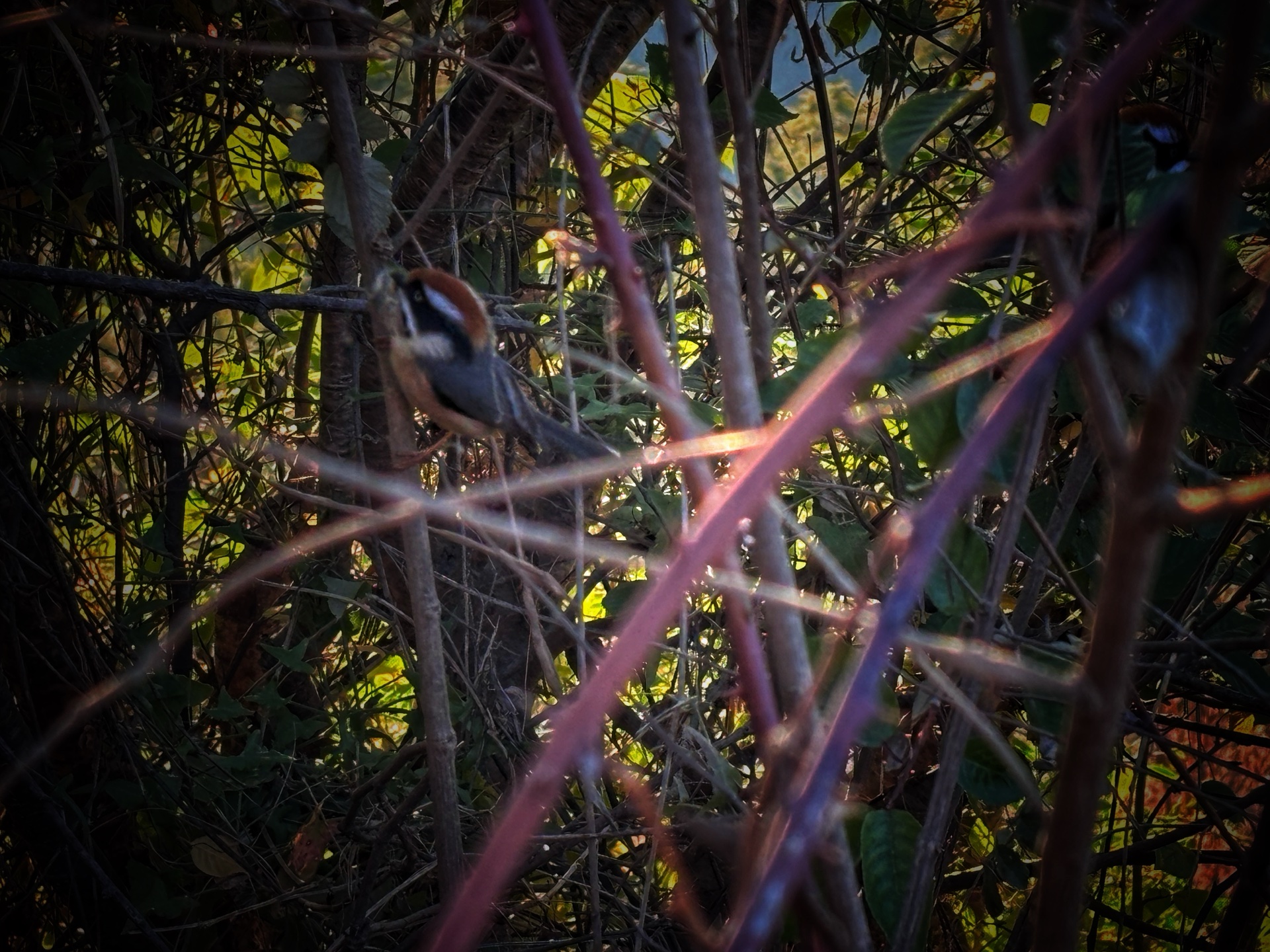 Two tiny creations of nature I noticed today.🌸🐦💕🩵