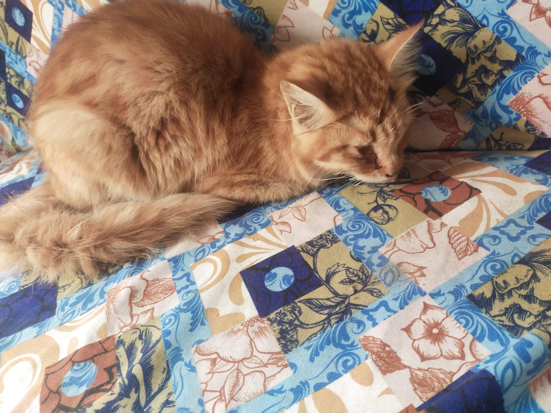 Phone photography contest round 102 [Feeding the sick stray cat] 