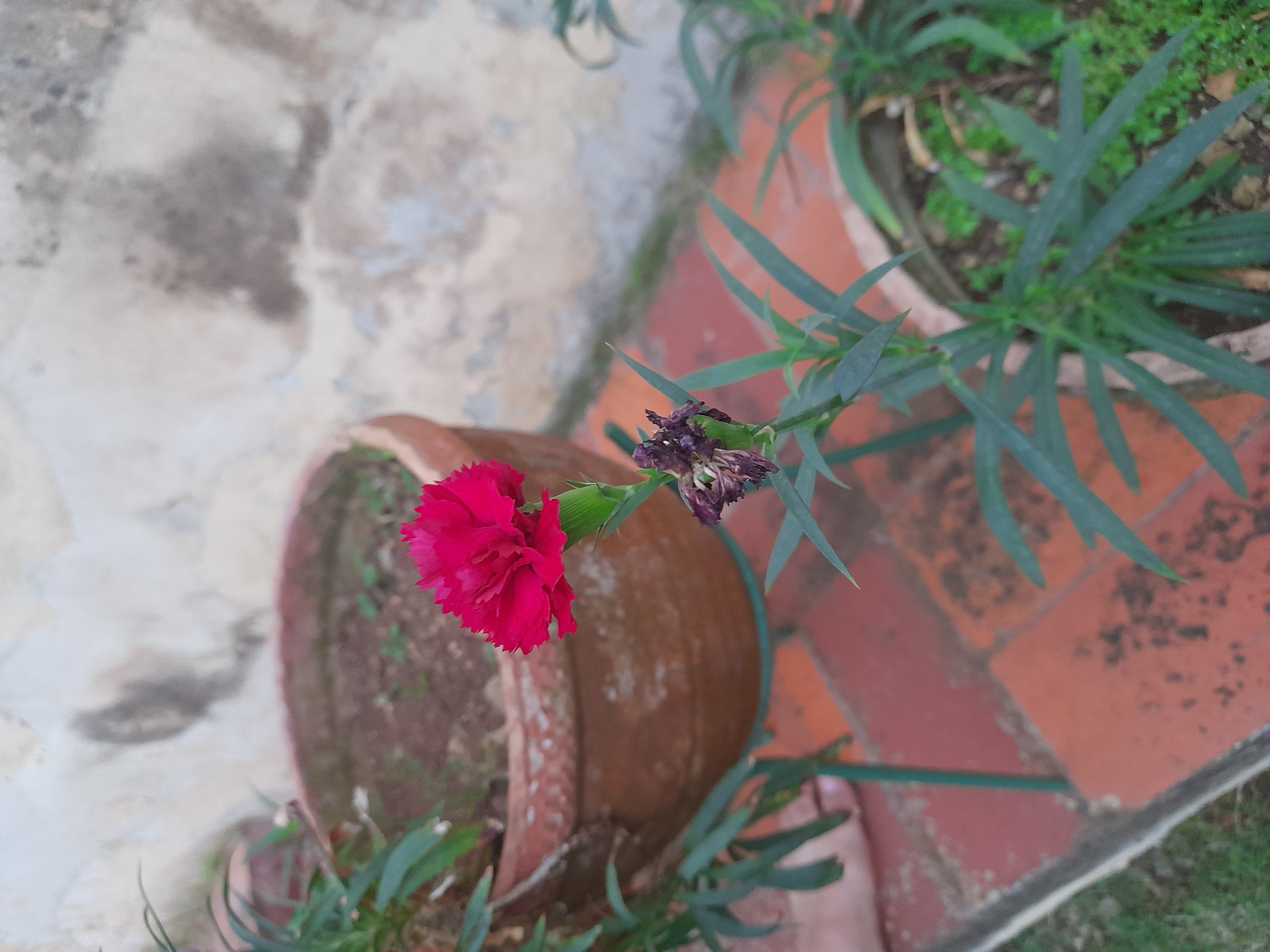 📸 Photographing Flowers / Fotografiando Flores (Eng/Esp)