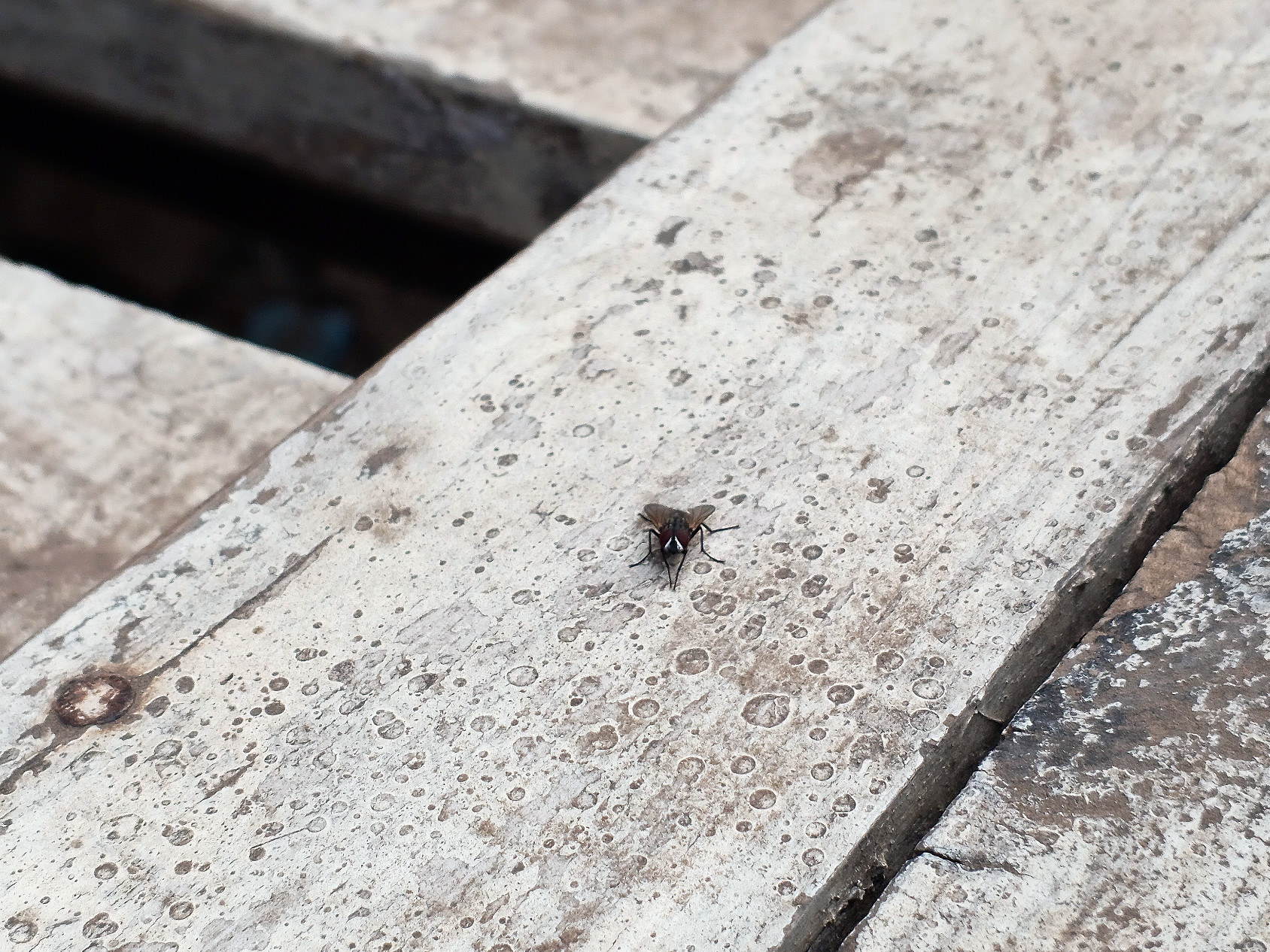 House Fly - PhotoFeed Contest - Macro Photography Round 161