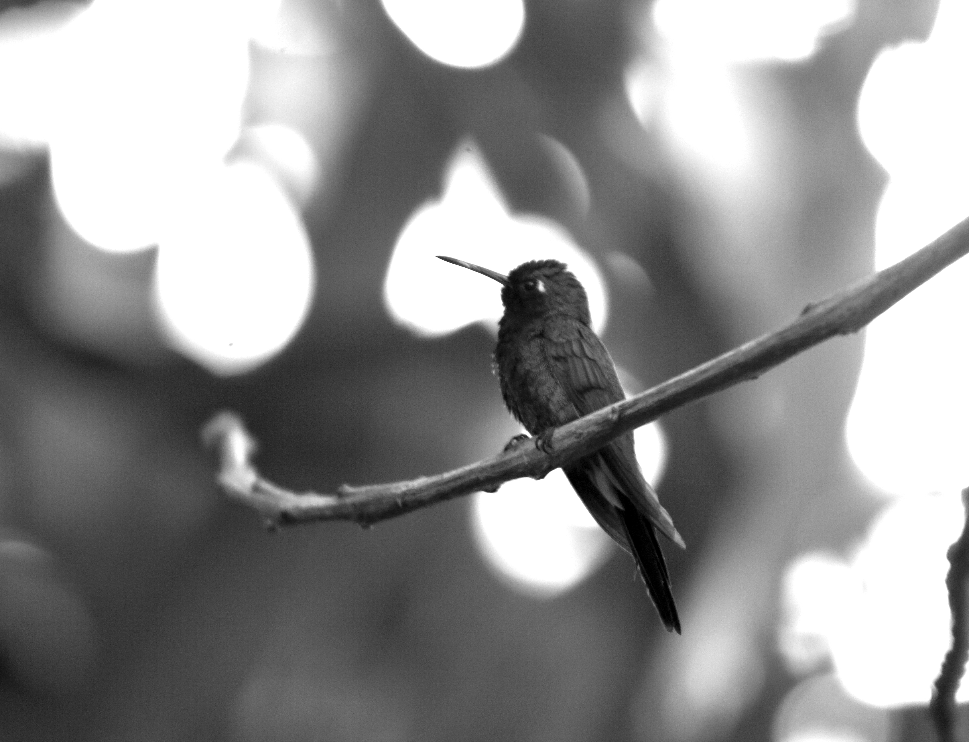 The hummingbird / Monomad Challenge [Eng/Esp]