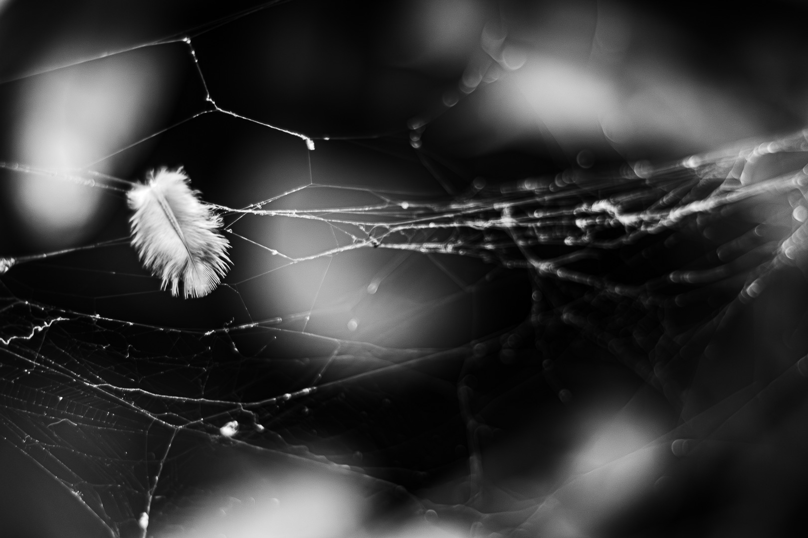 The feather and the spider web / Monomad Challenge [Eng/Esp]