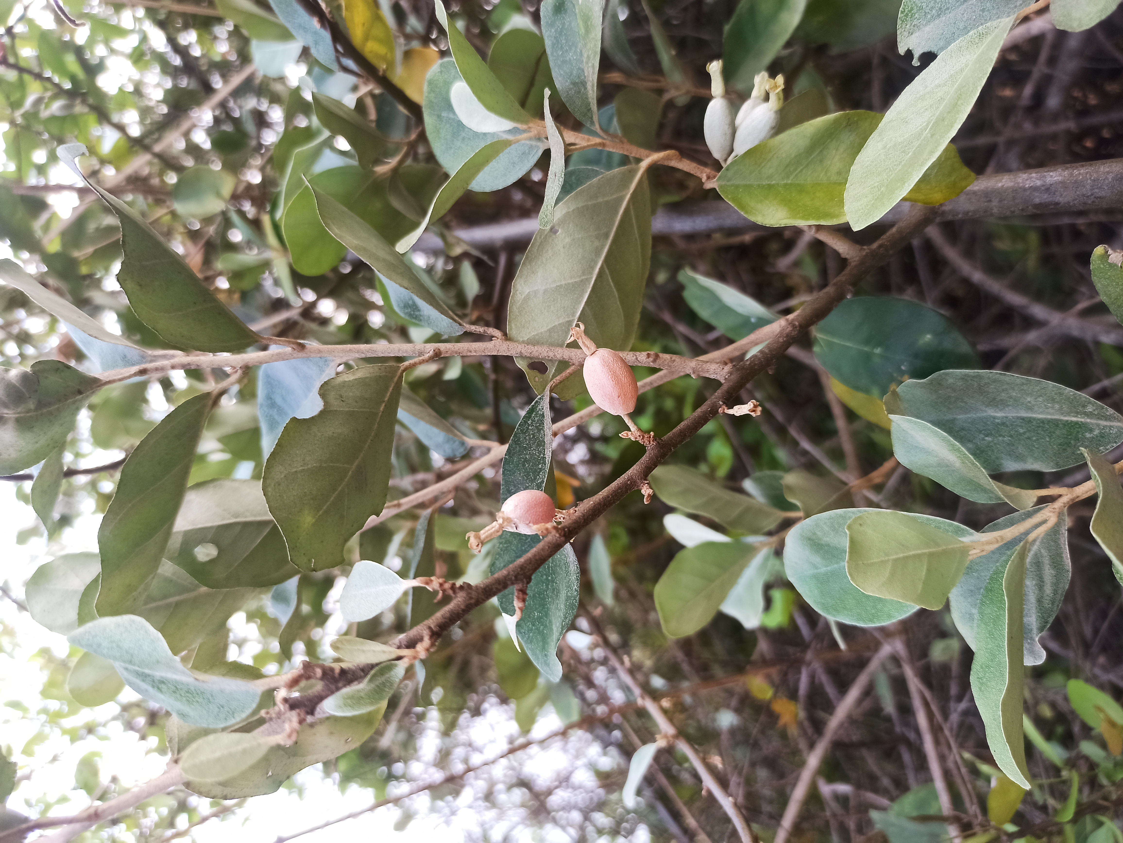 Today I and my friend went to a beautiful location in the village of Hirdoshi